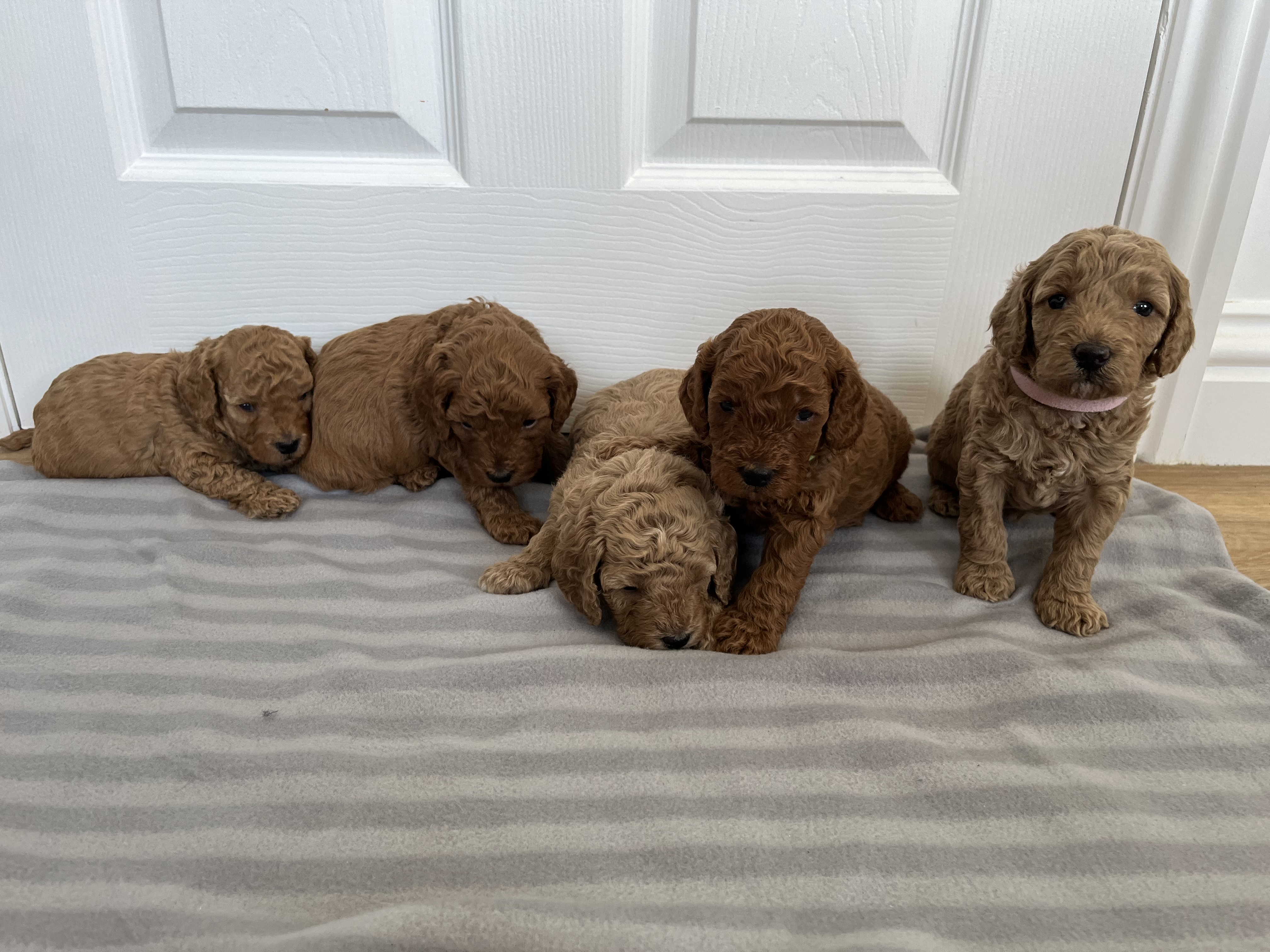 The litter at 4weeks old