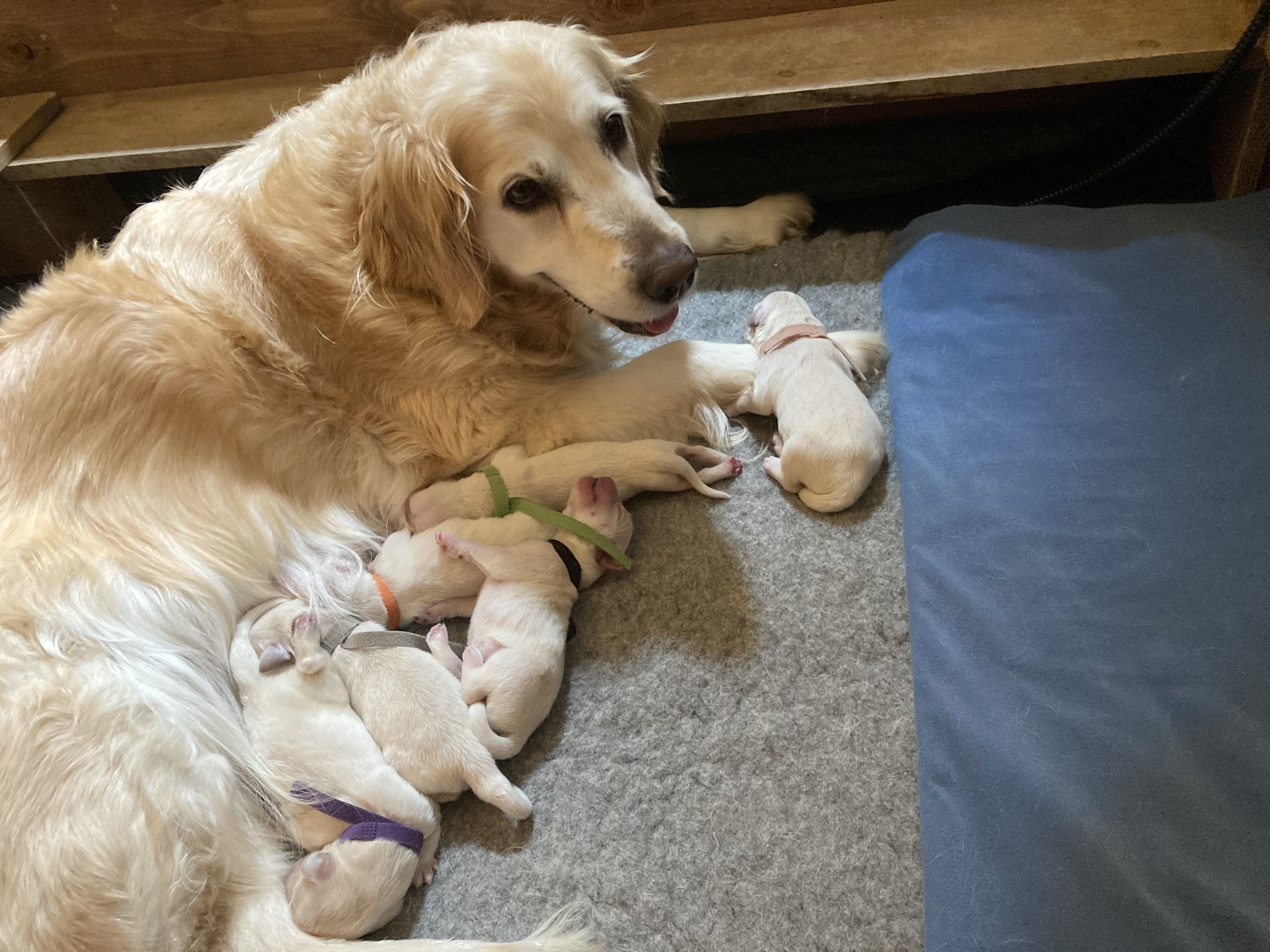 Freya feeding her puppies 