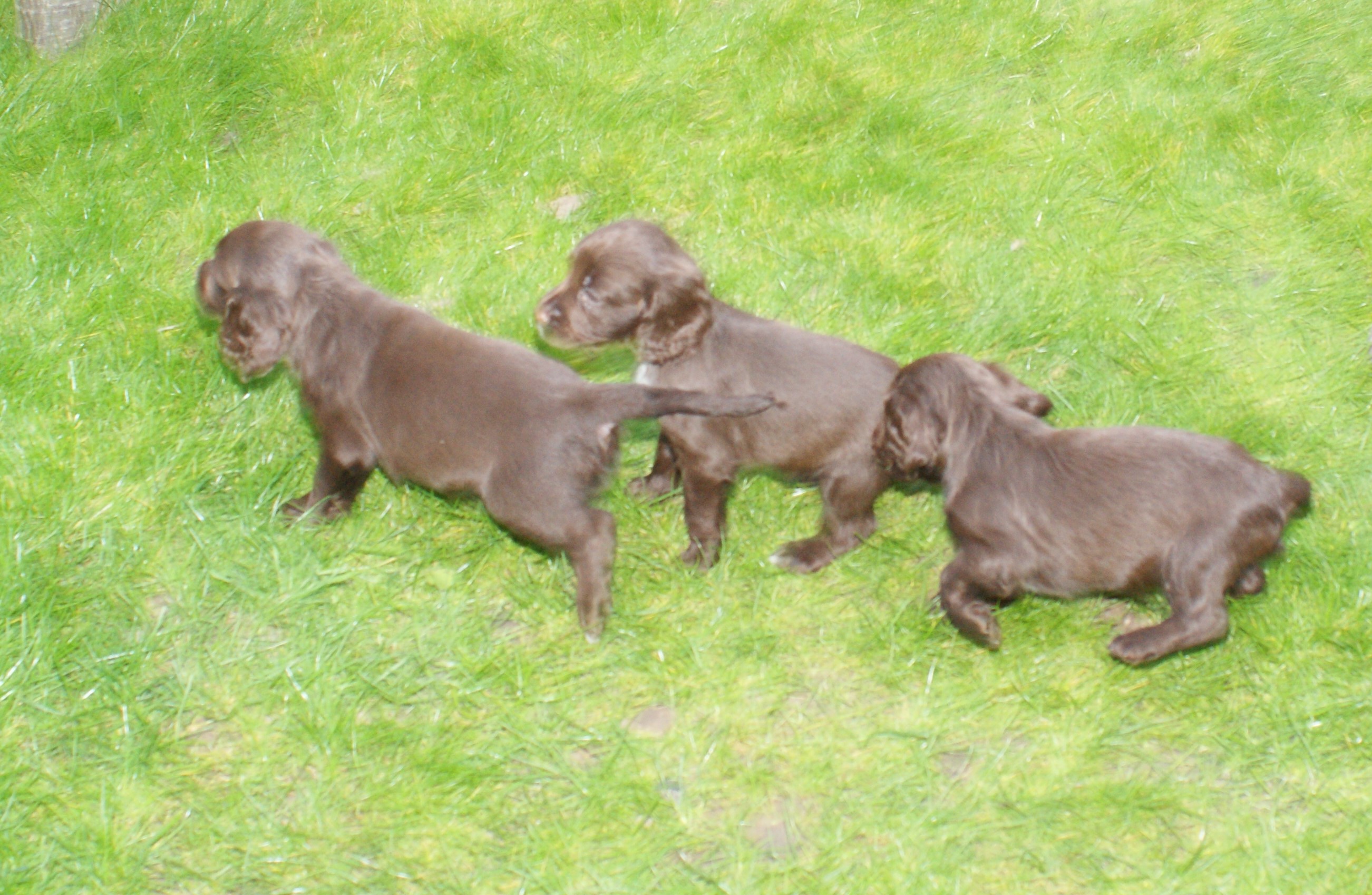 Willows Liver pups