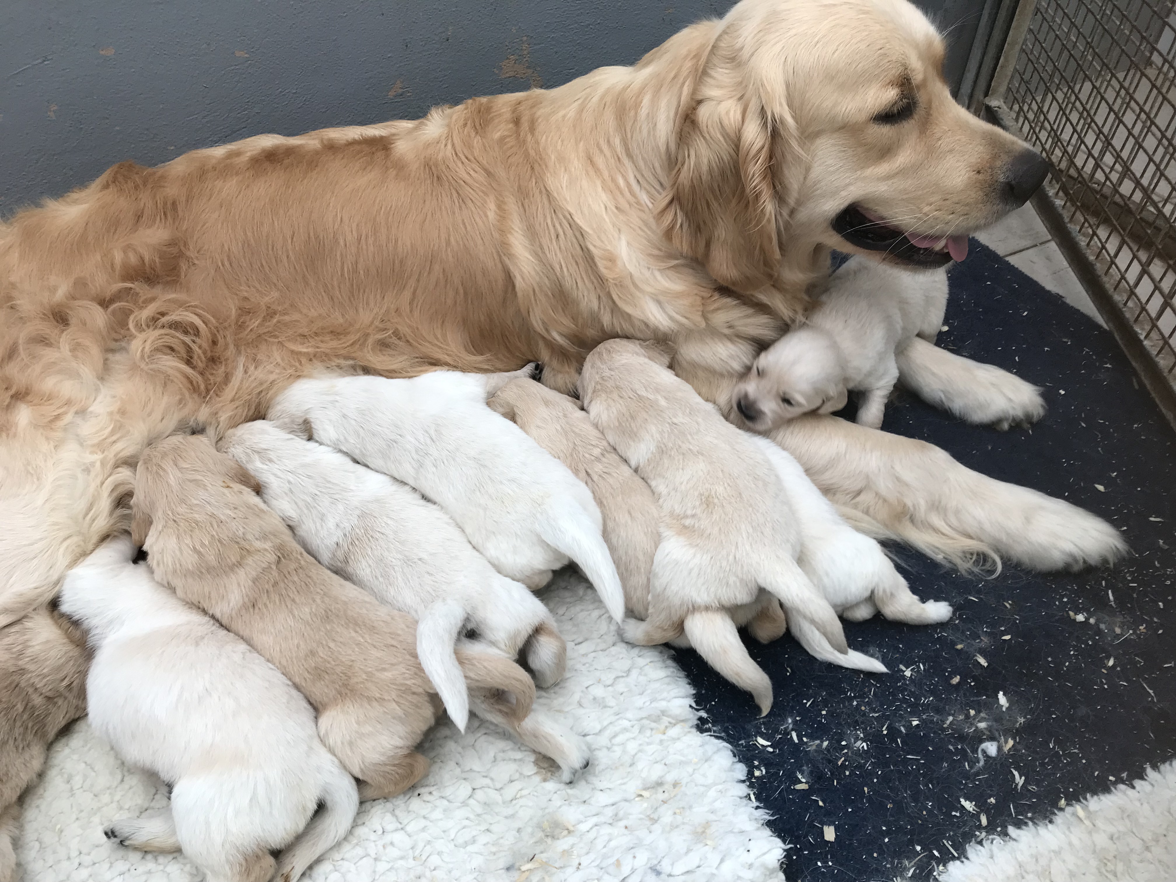 Mum Flake and her pups