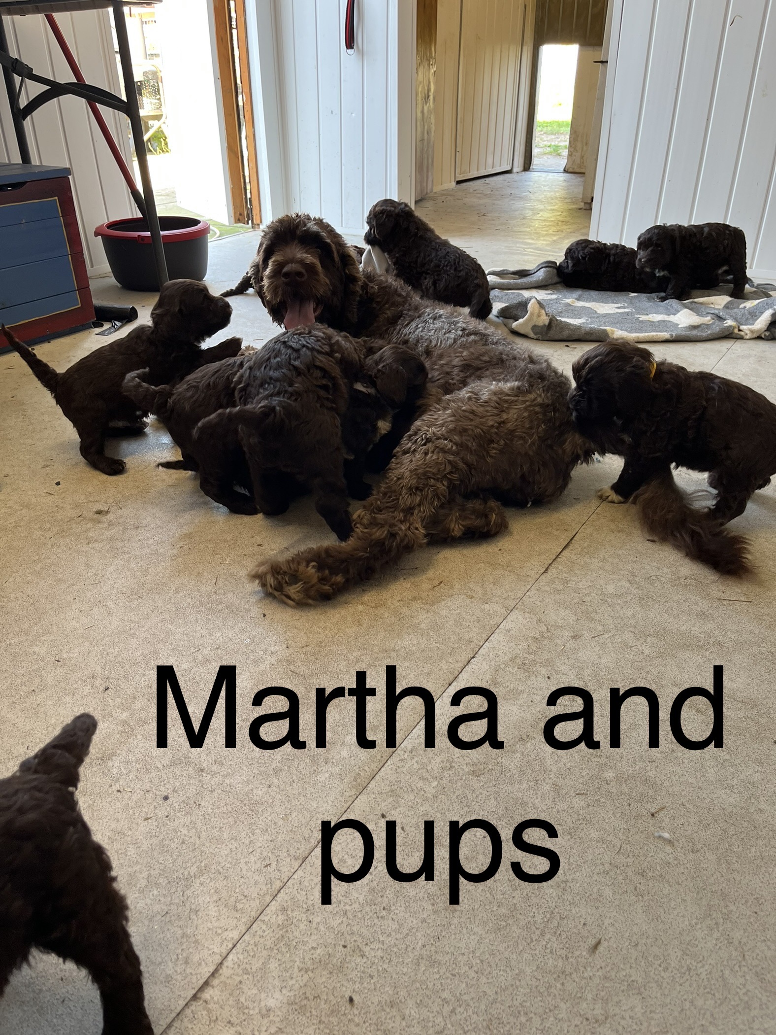 Main puppy image