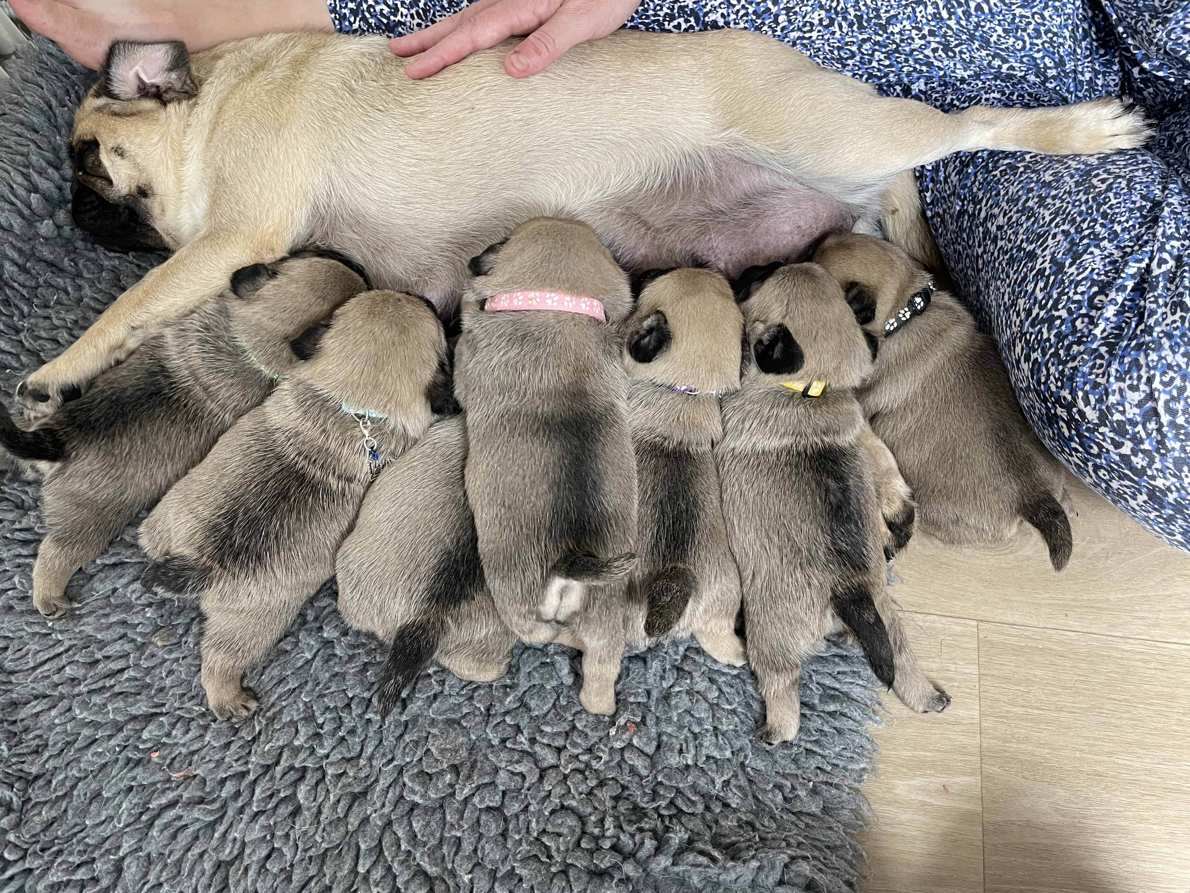 Mum and pups 