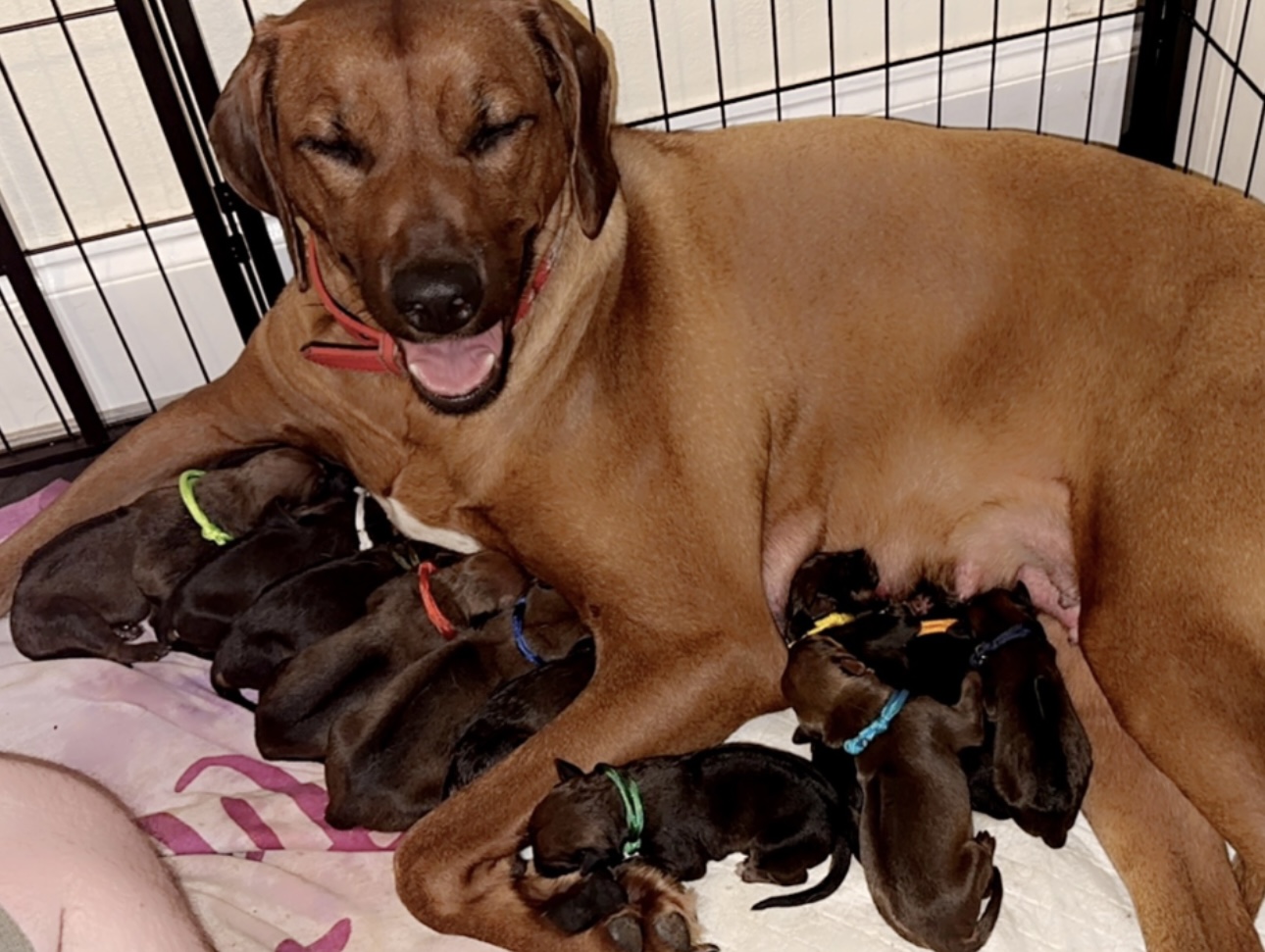 Mum & Puppys 