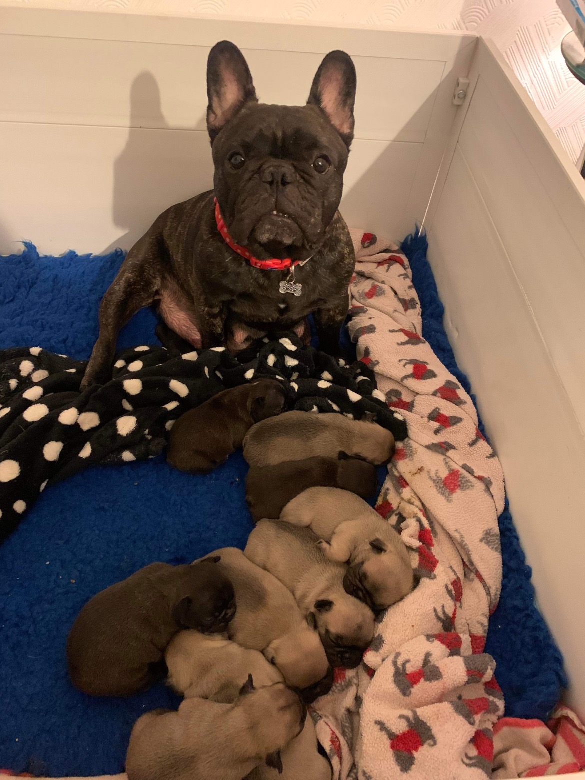 Mum & 9 pups