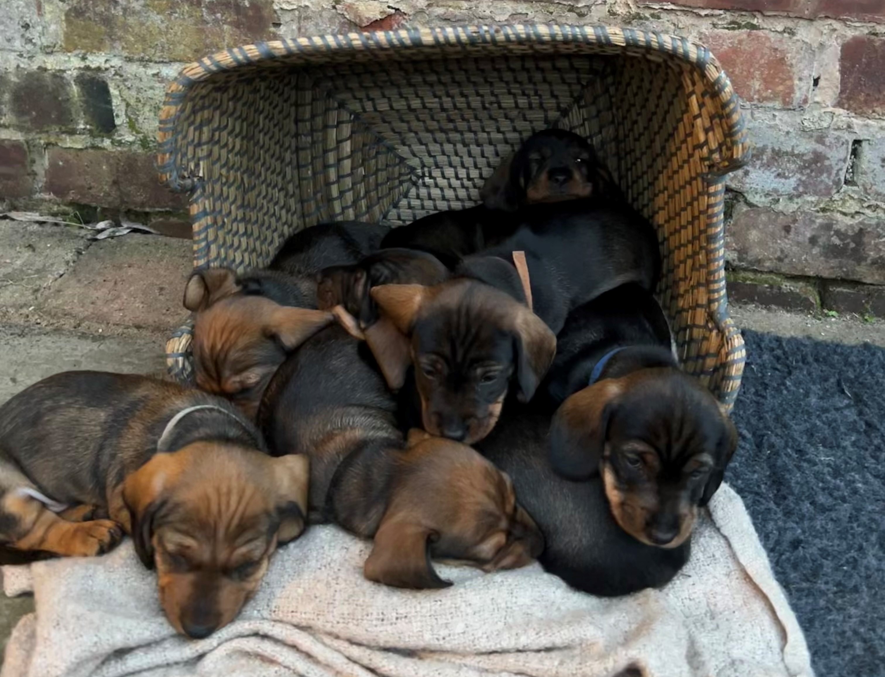 Pups in basket