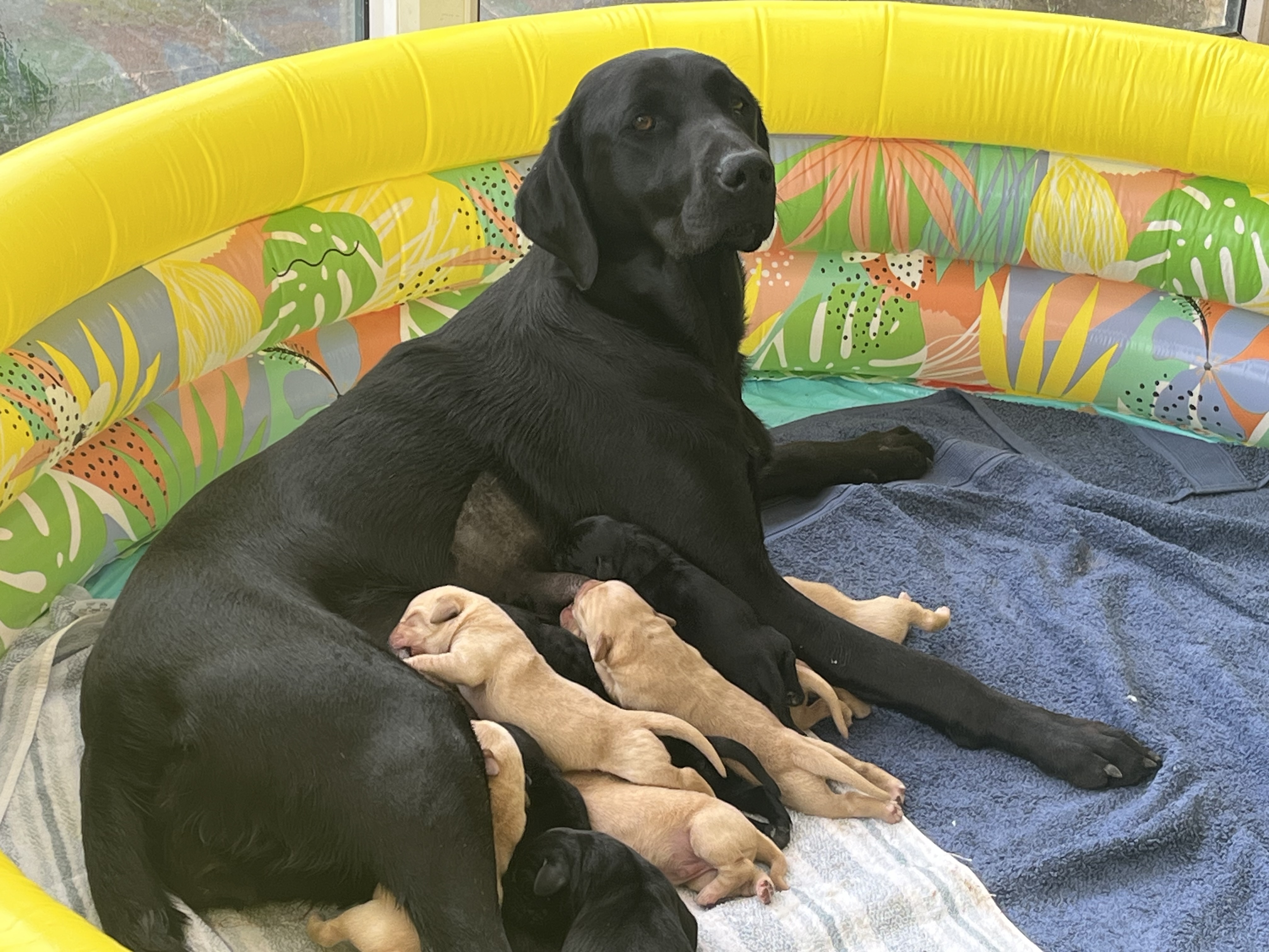 Pups with Mum