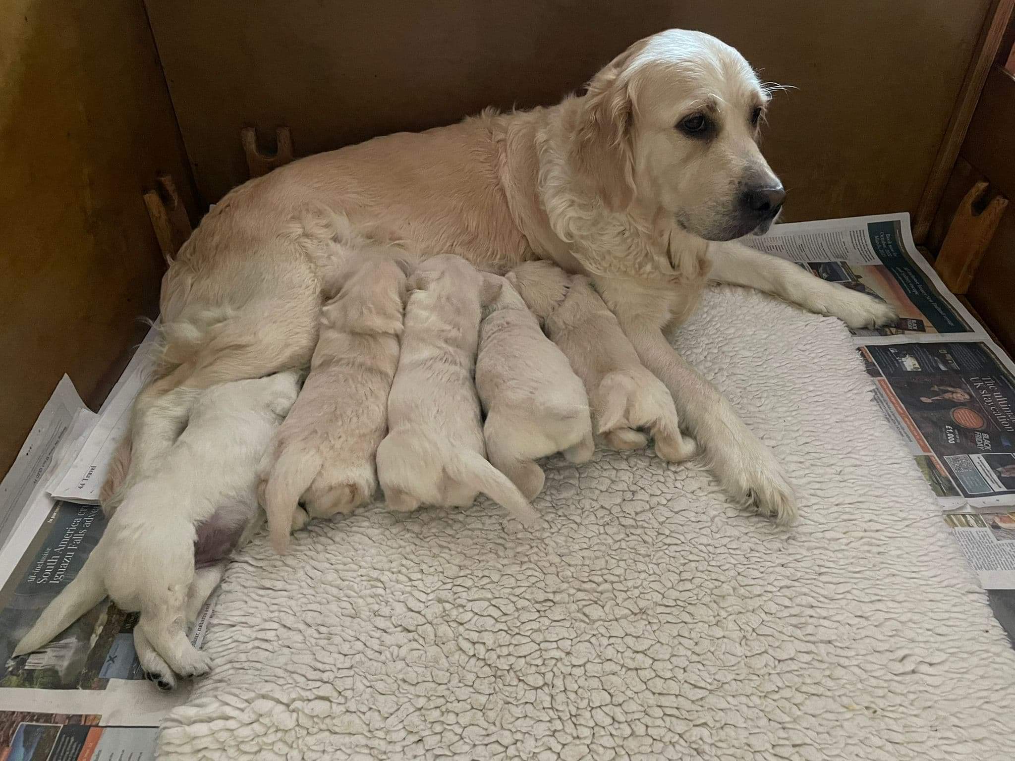 Ethel with puppies