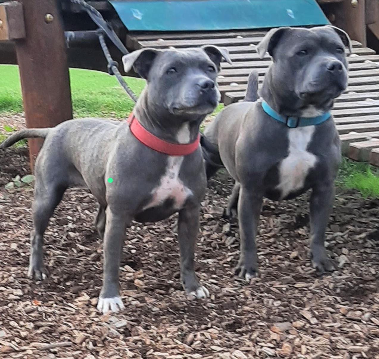 Stud dog (as a junior) & his mum - side by side 