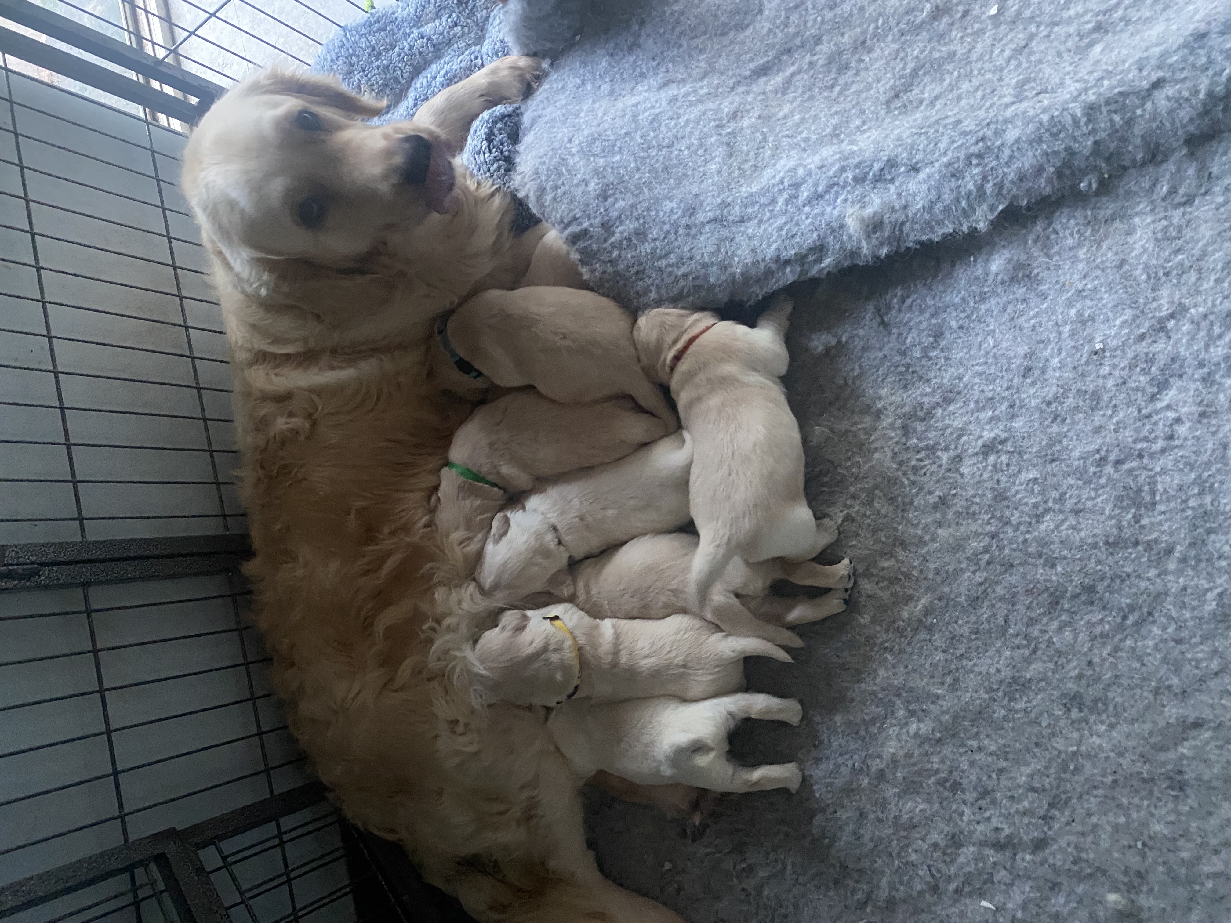 Mother and Pups