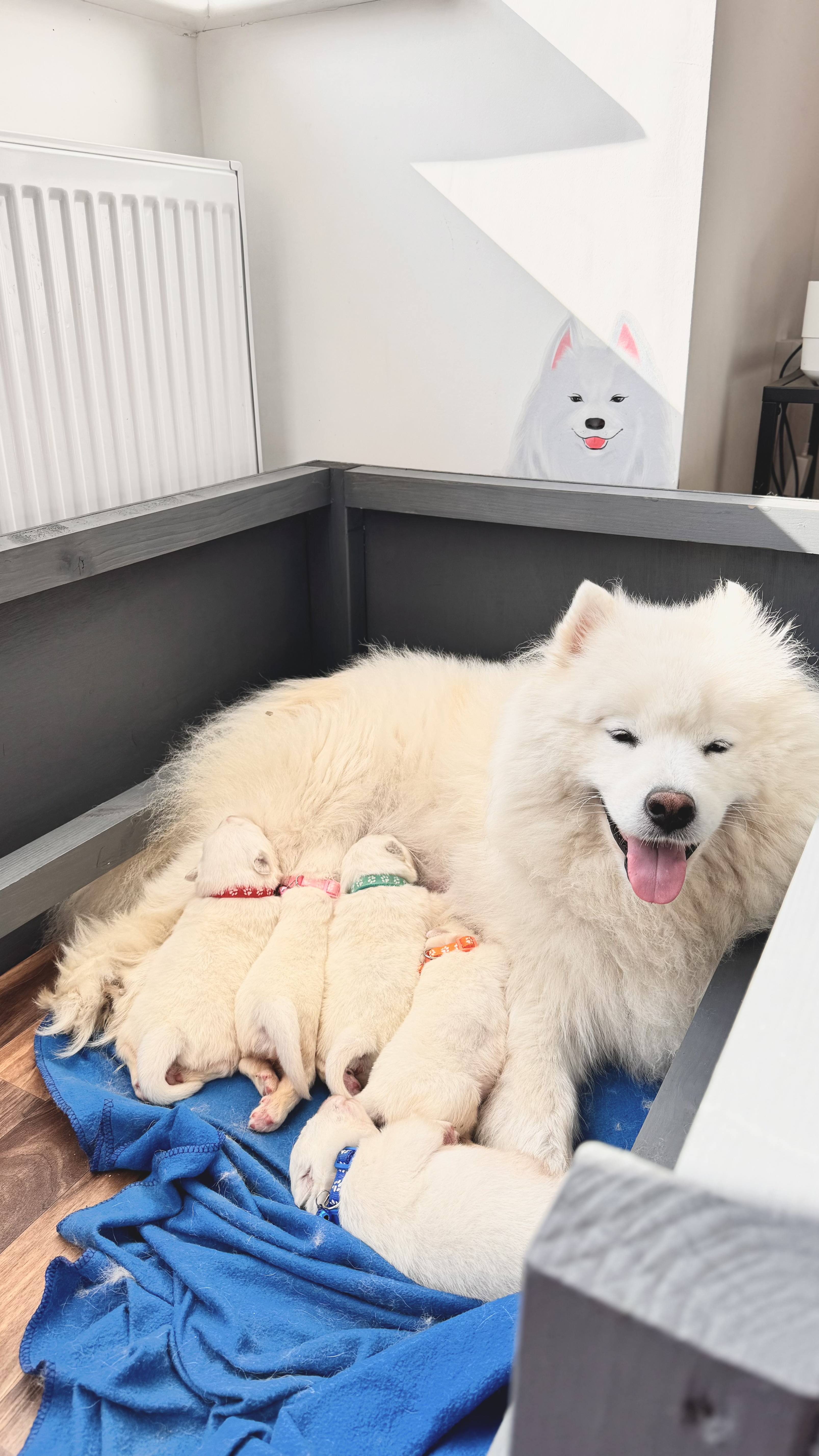 Mother with puppies 