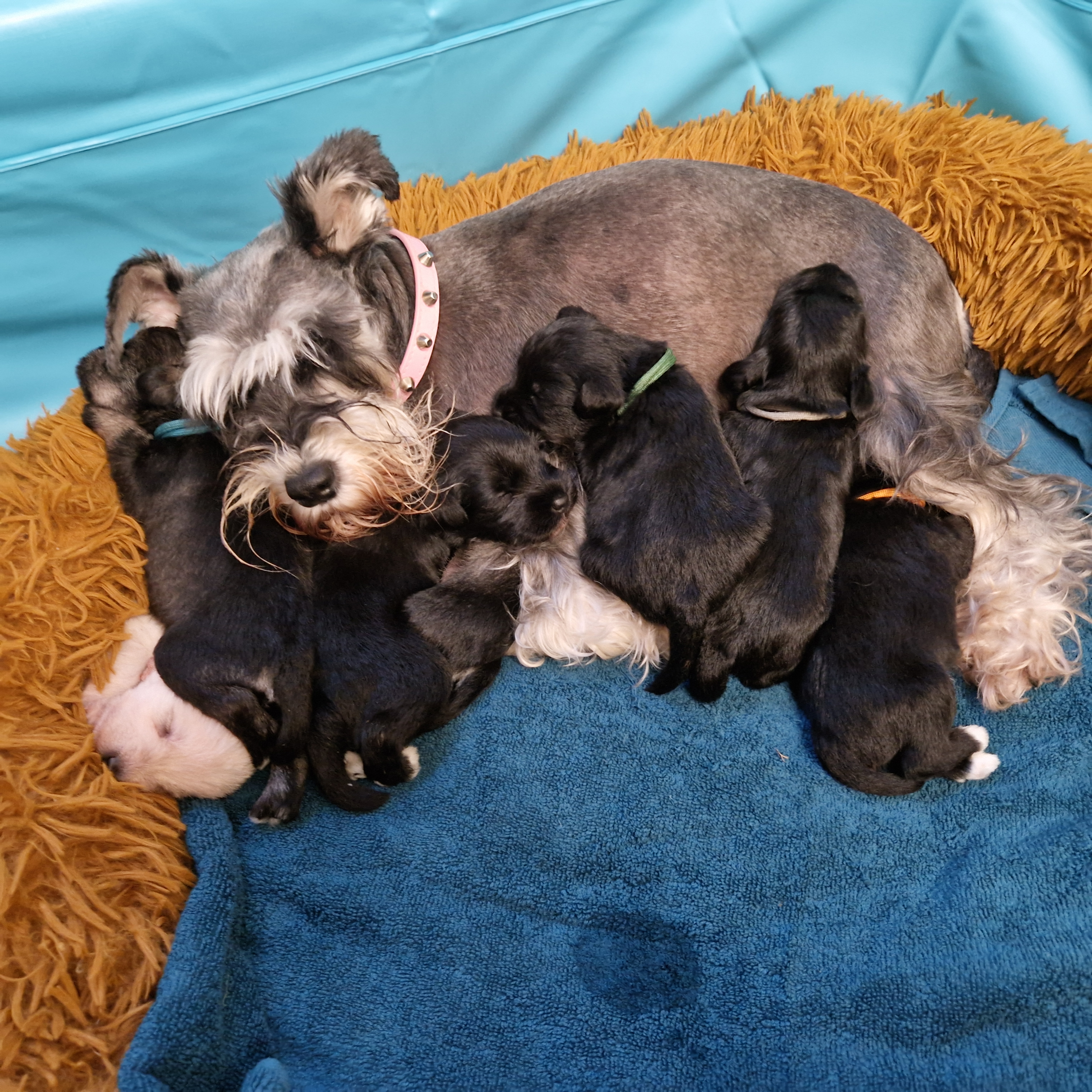 Mum & her amazing puppies