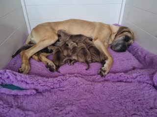 Nelly’s pups just 1 week old 🤩