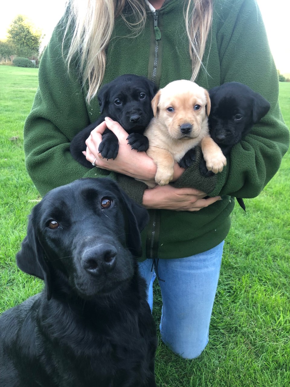 Dam with 3 of the litter at 4.5 weeks old