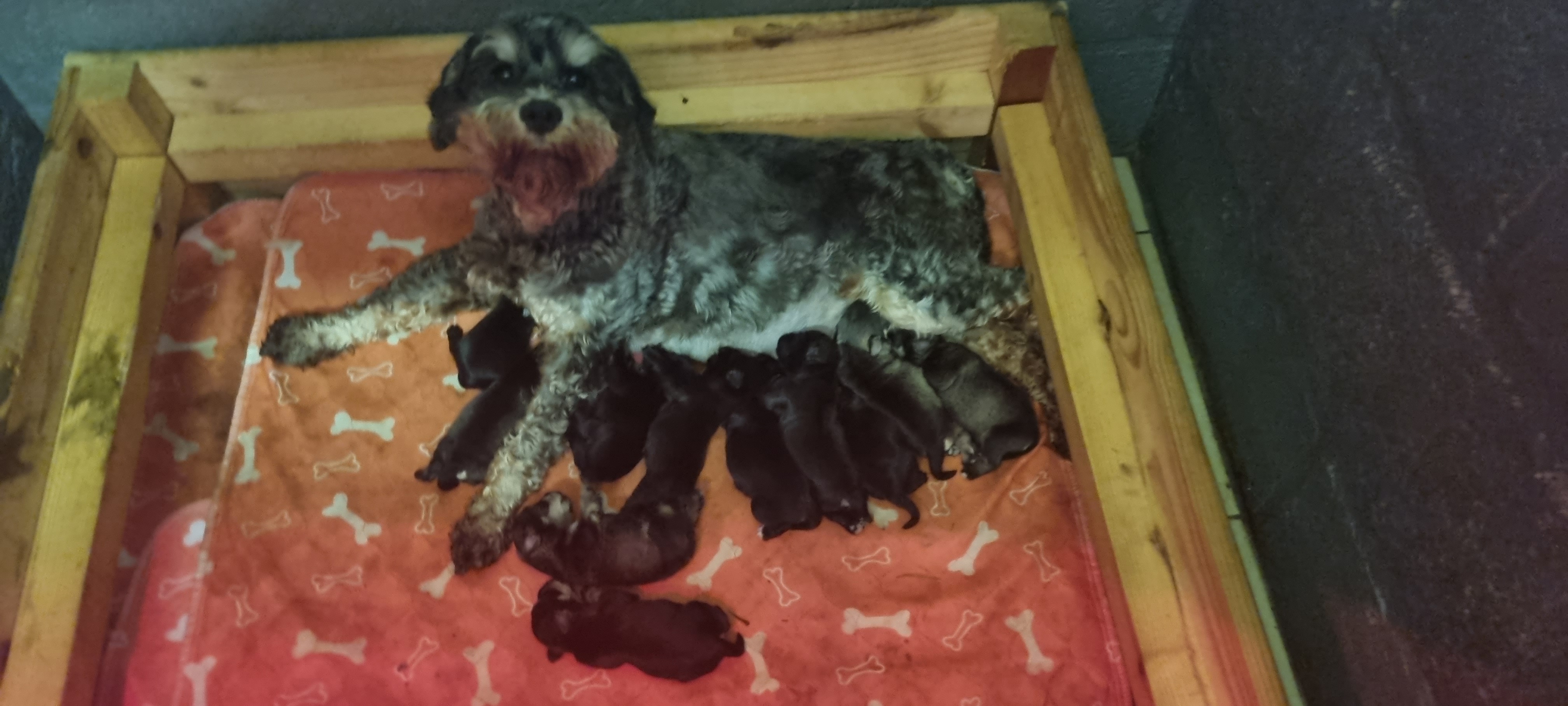 Mum and puppies