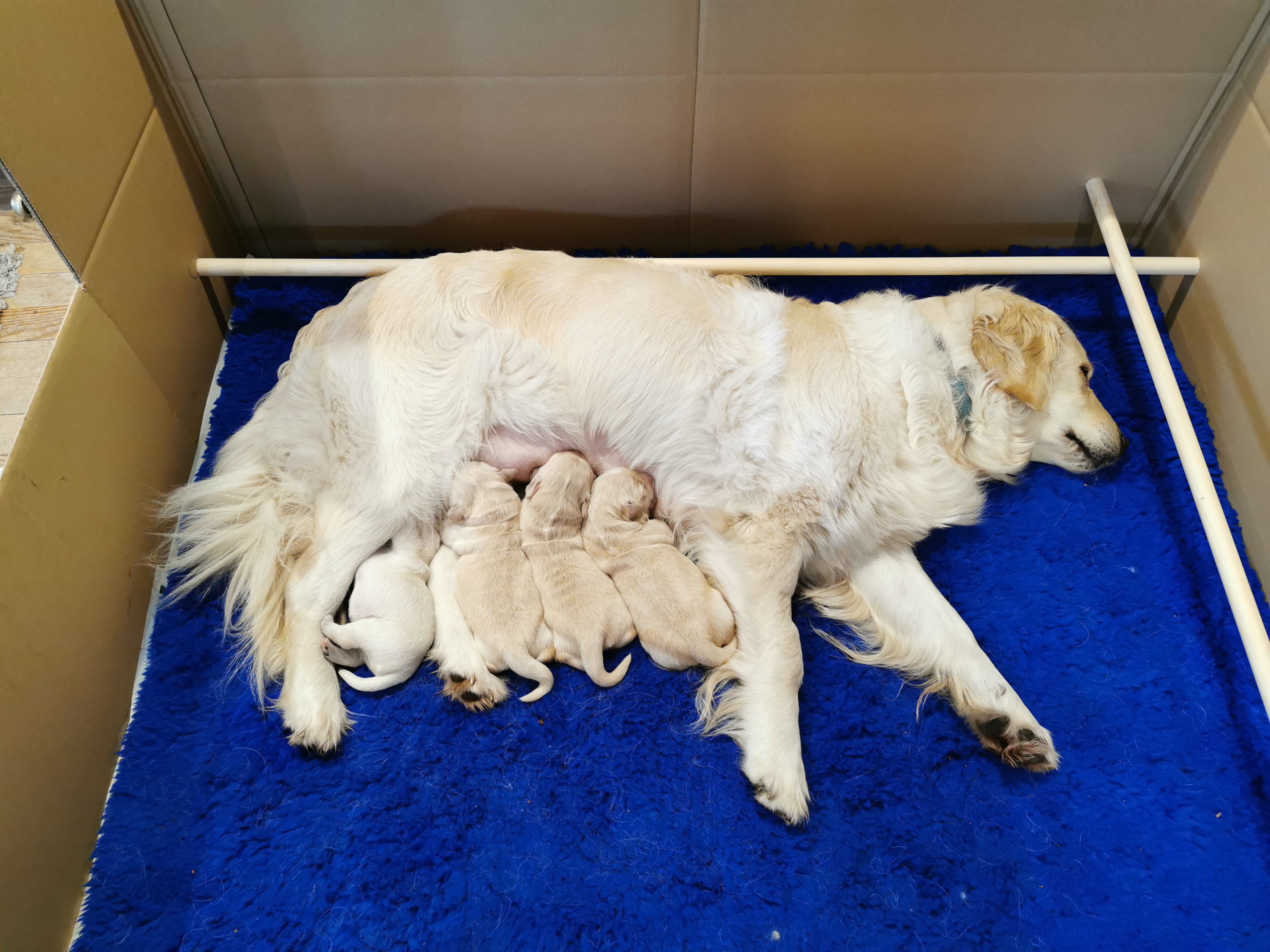Pandy and her 5 day old pups