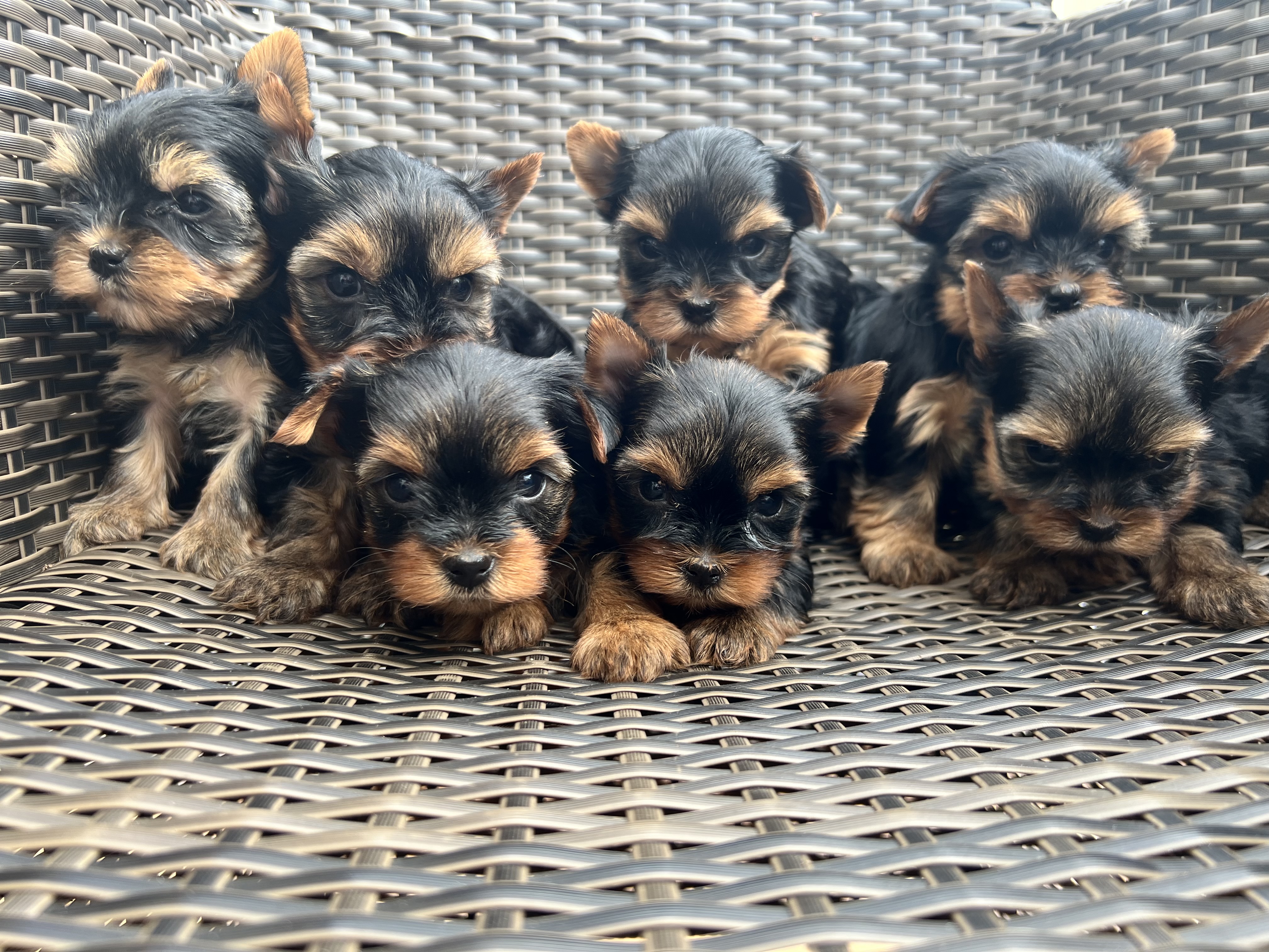 7 puppies 