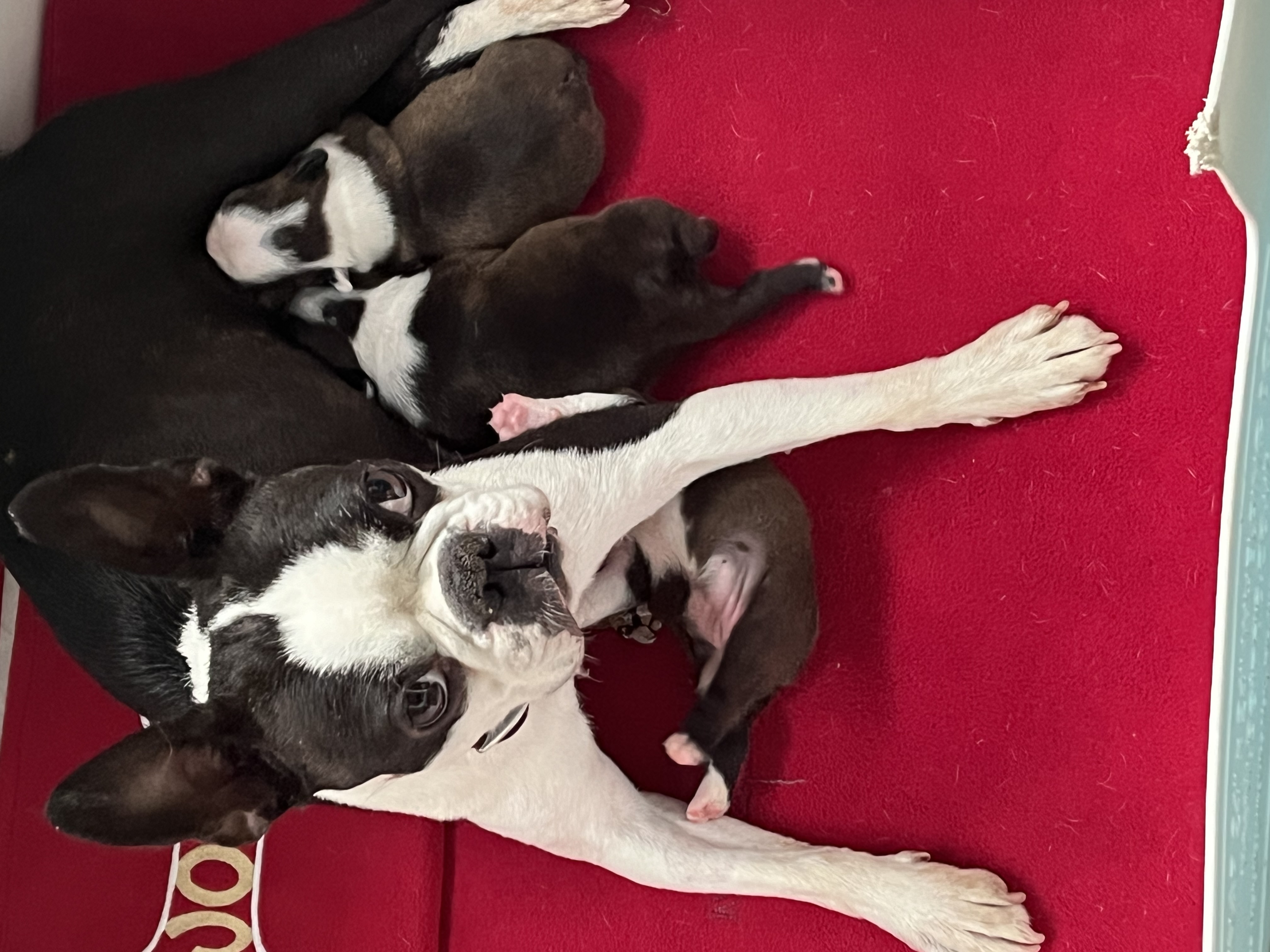 Gloria and her 3 pups aged 1 week