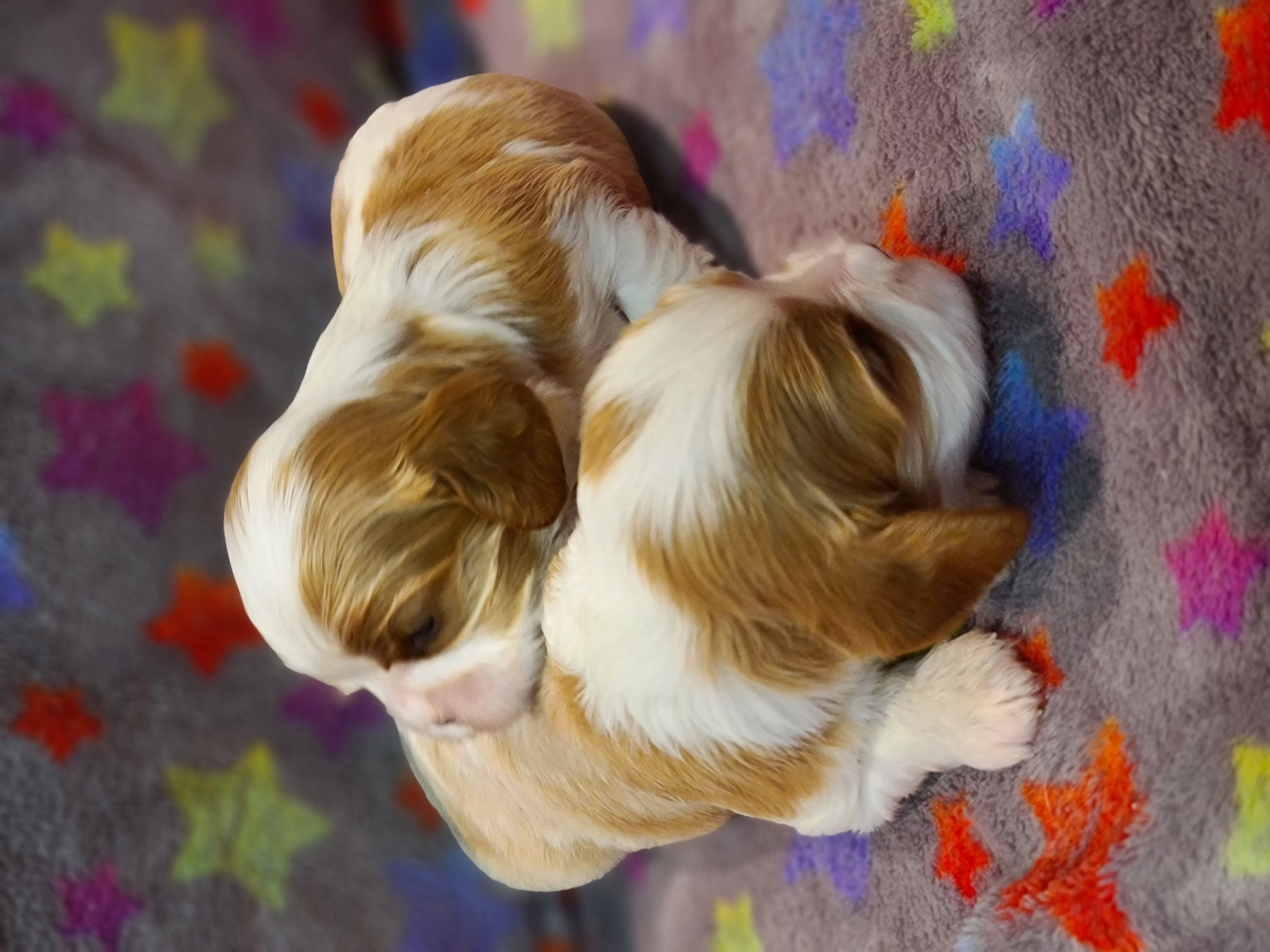 Girl puppies 