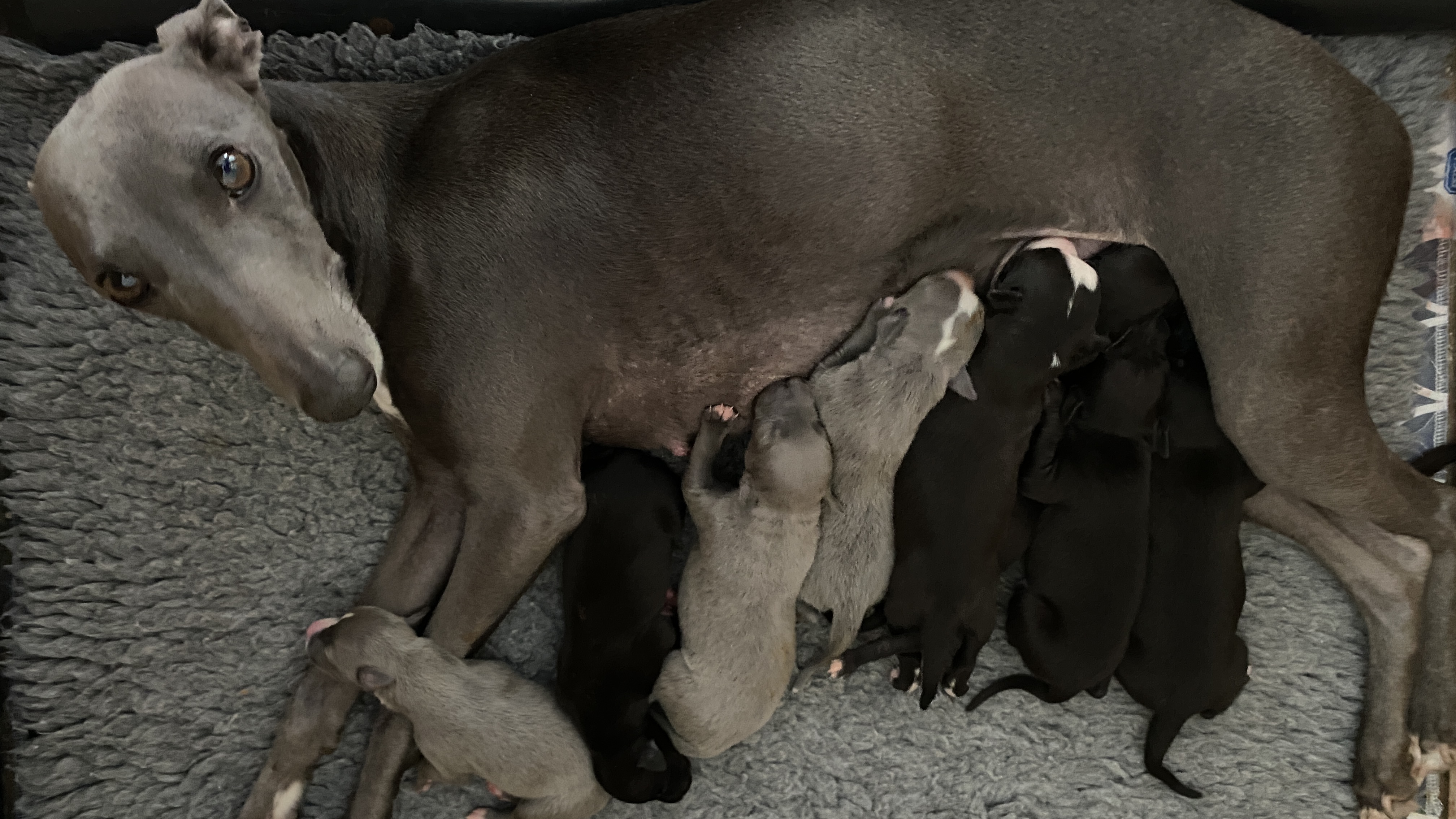 Puppies with mother