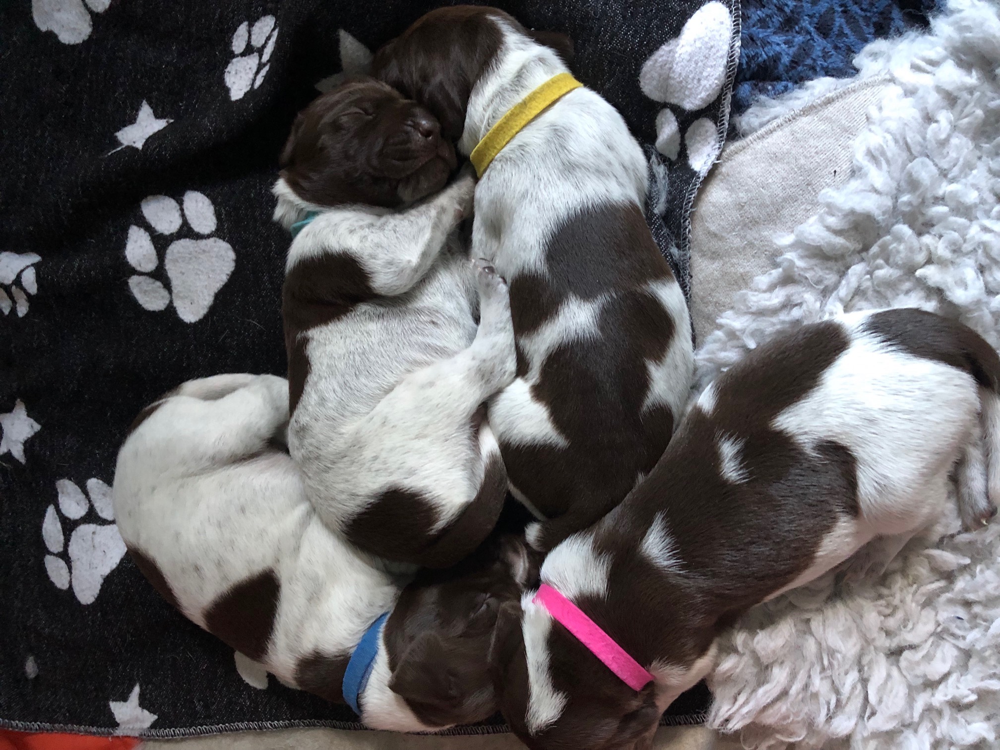 Ada's pups at 10 days old