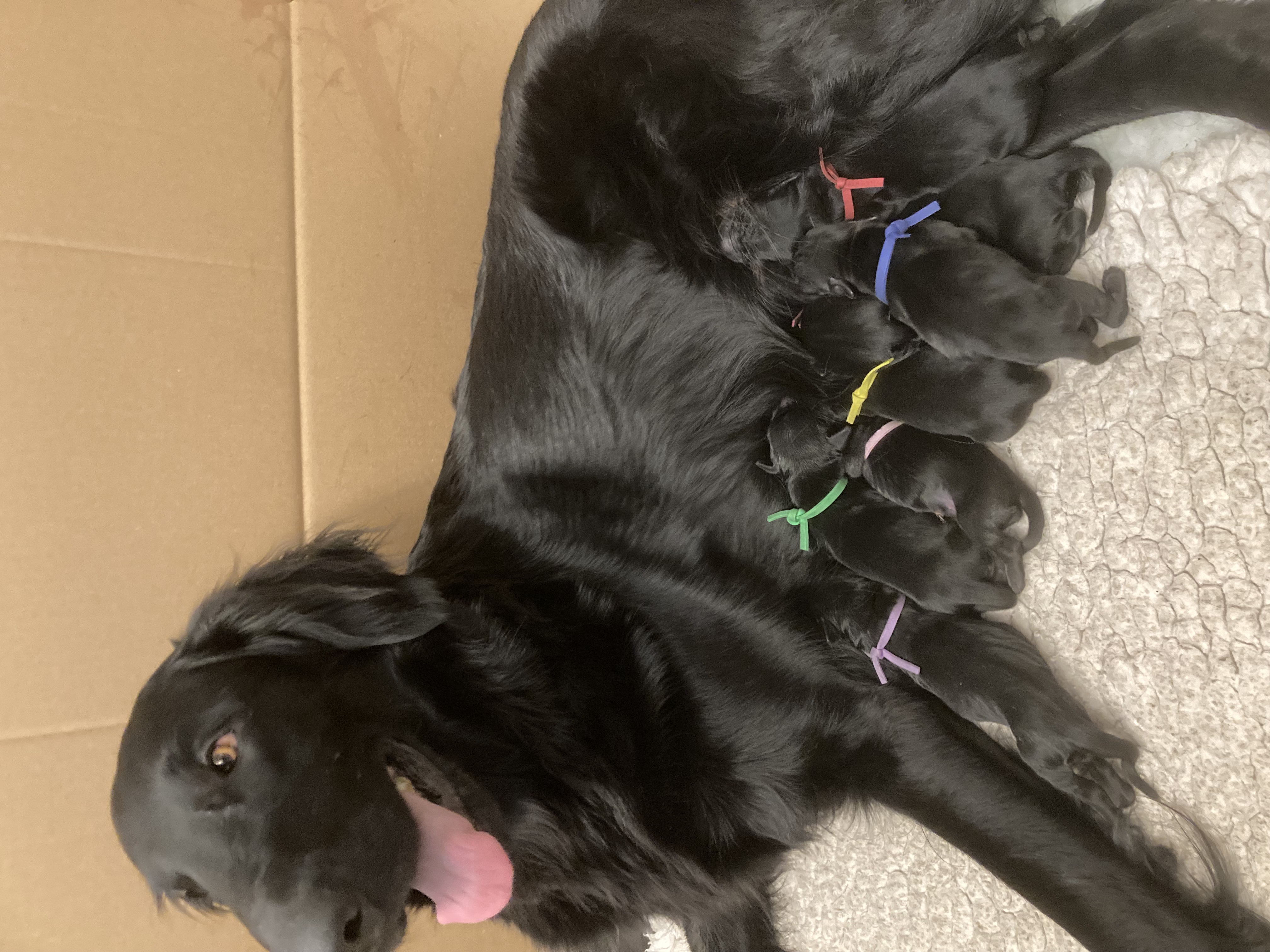 Pebbles and her pups