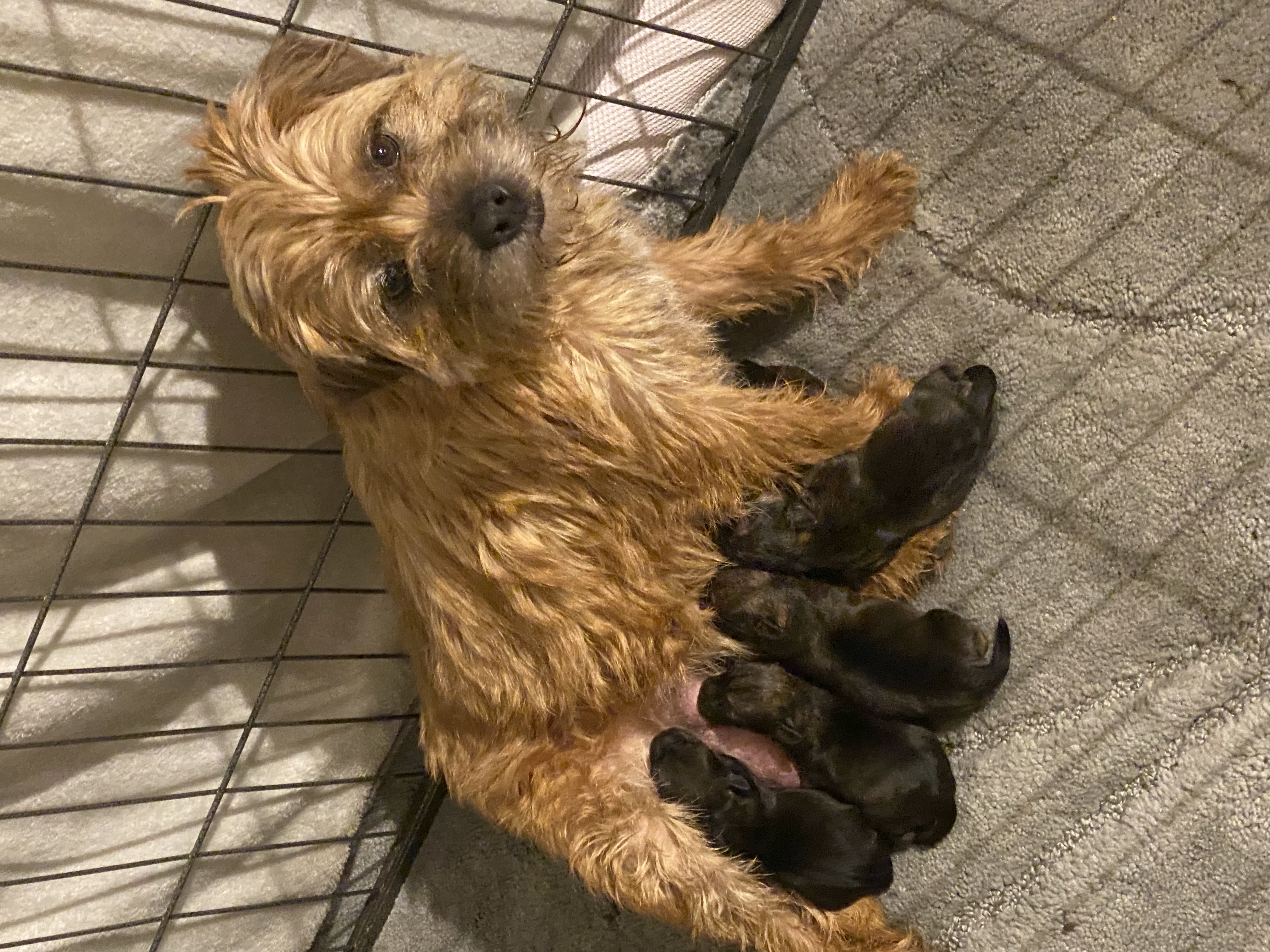 Stunning border terrier puppy’s for sale 