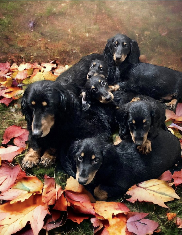 Stunning litter of Standard Long Dachshunds