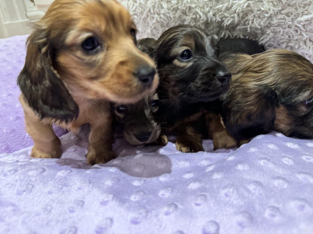 Lovely miniature longhaired dachshund 