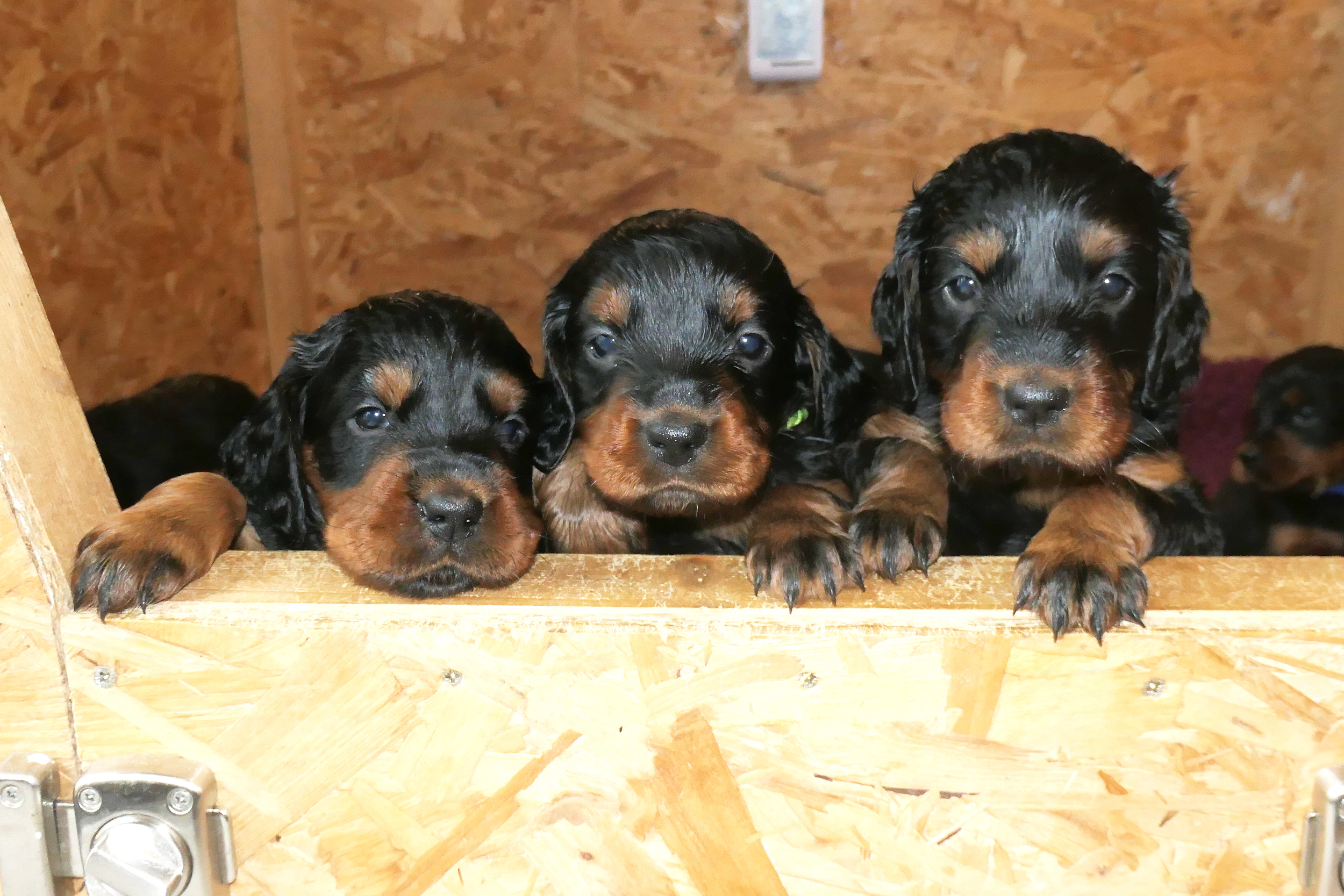 Seriously sweet faces at 5 weeks