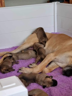 1 week old chunky monkeys 🥰