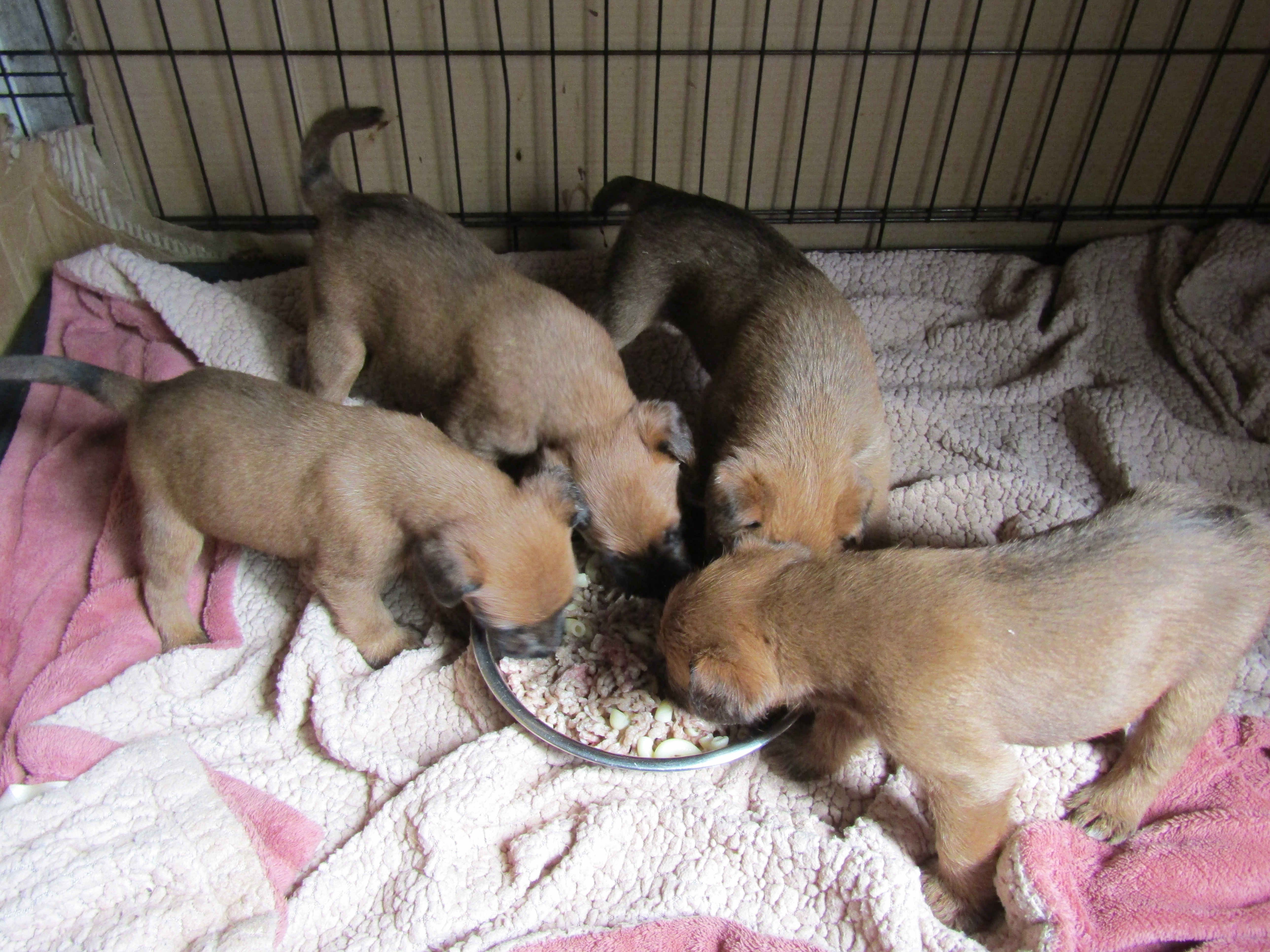 Pups having a solid meal