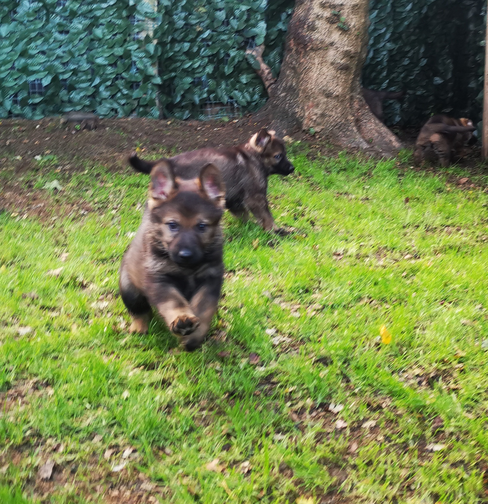 Puppies clowning Around 