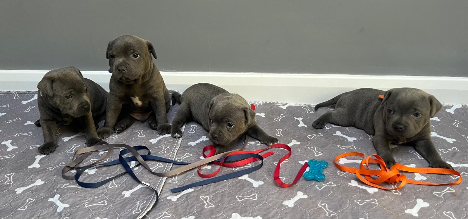 Blue staffies for sale