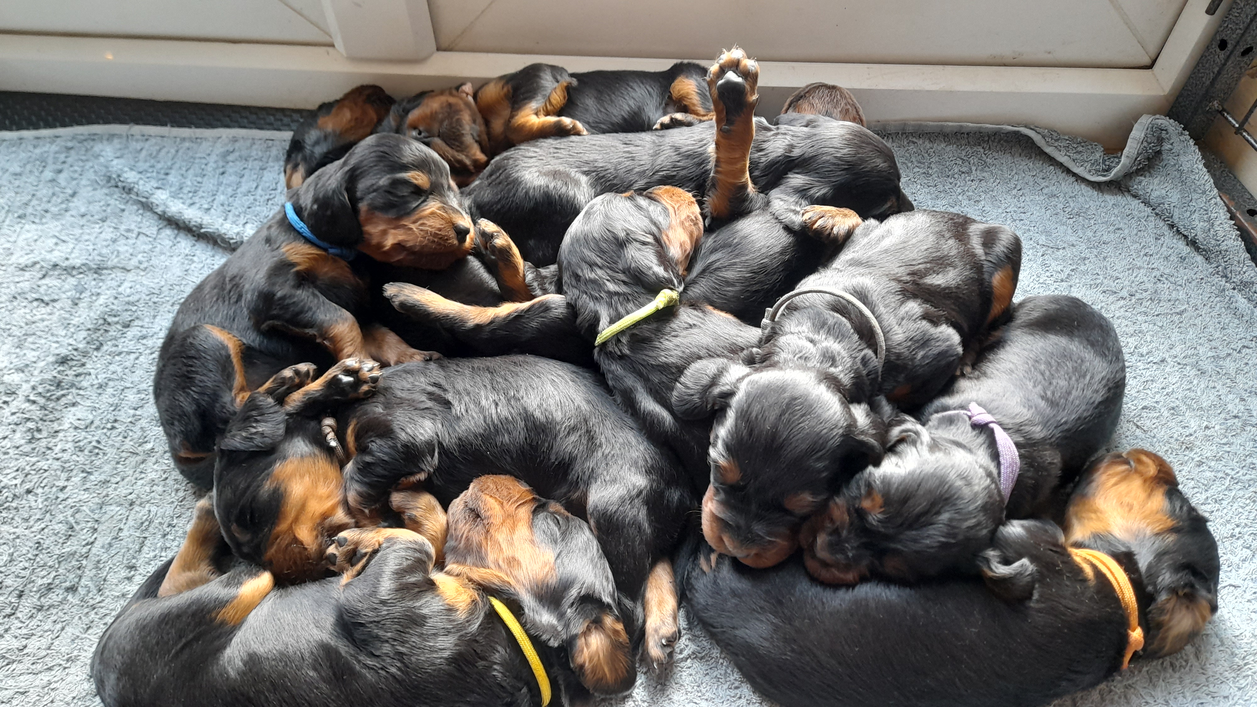 Whole litter at 10 days old