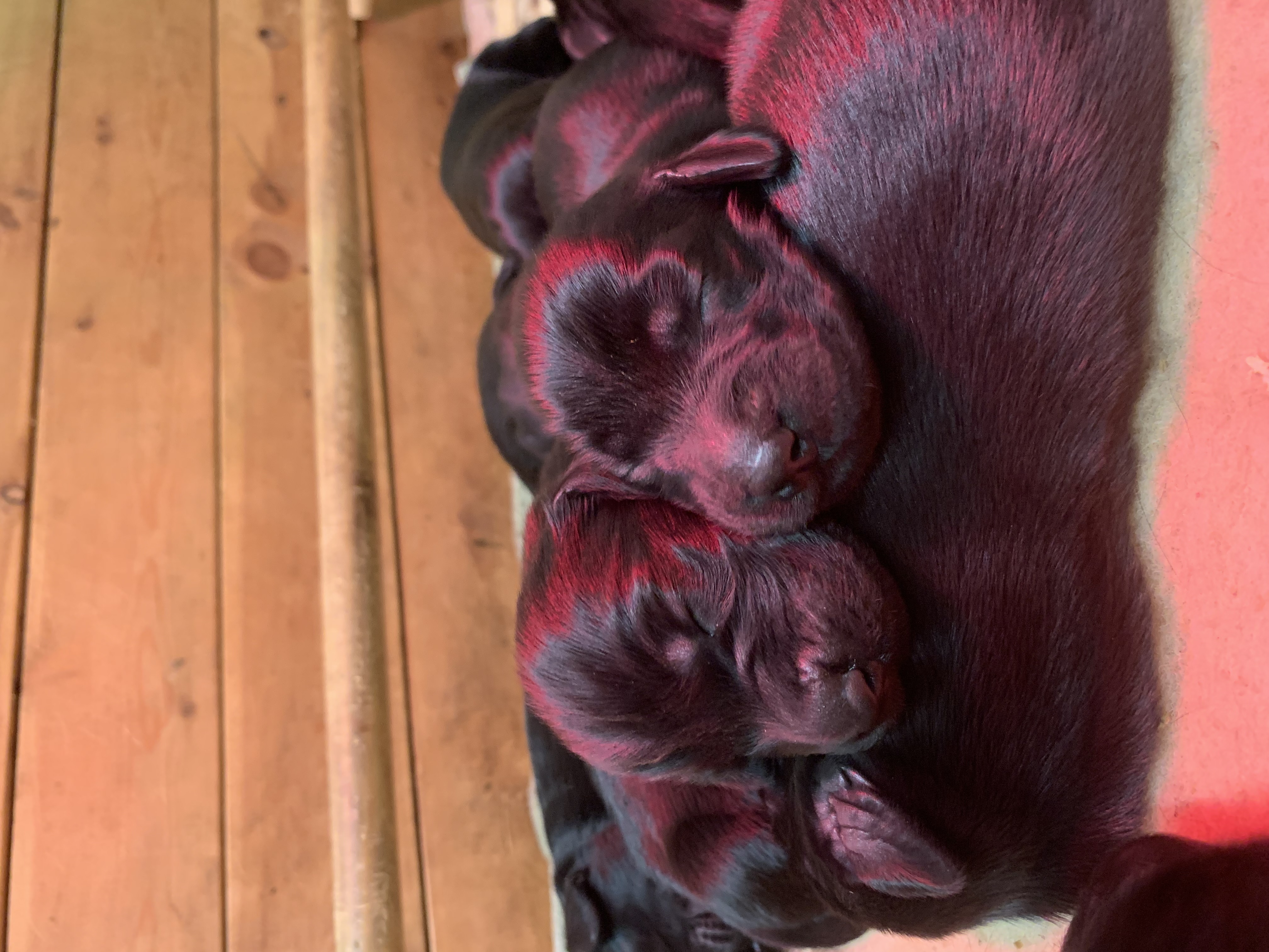 Flatcoat puppies