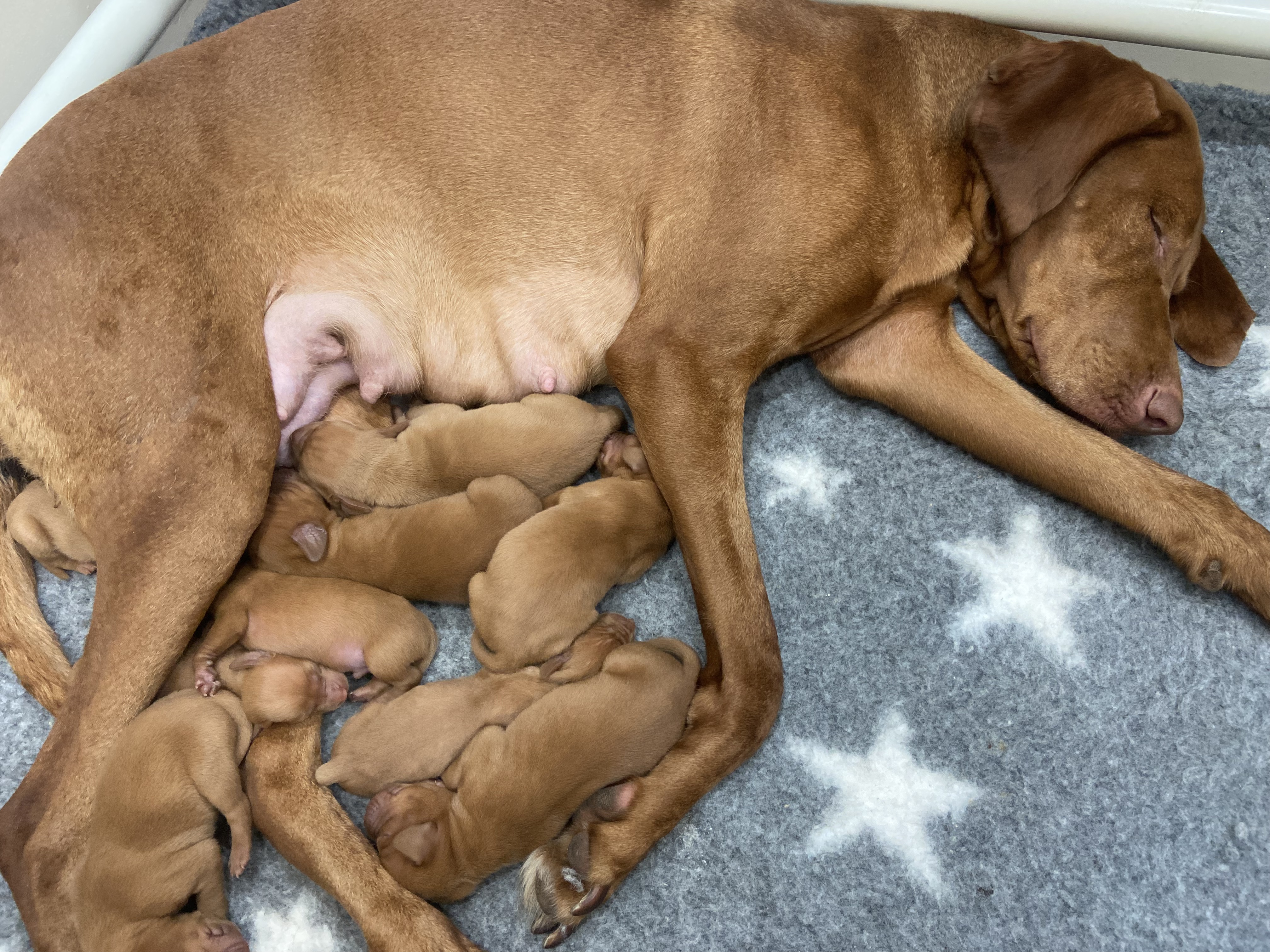 mum and pups