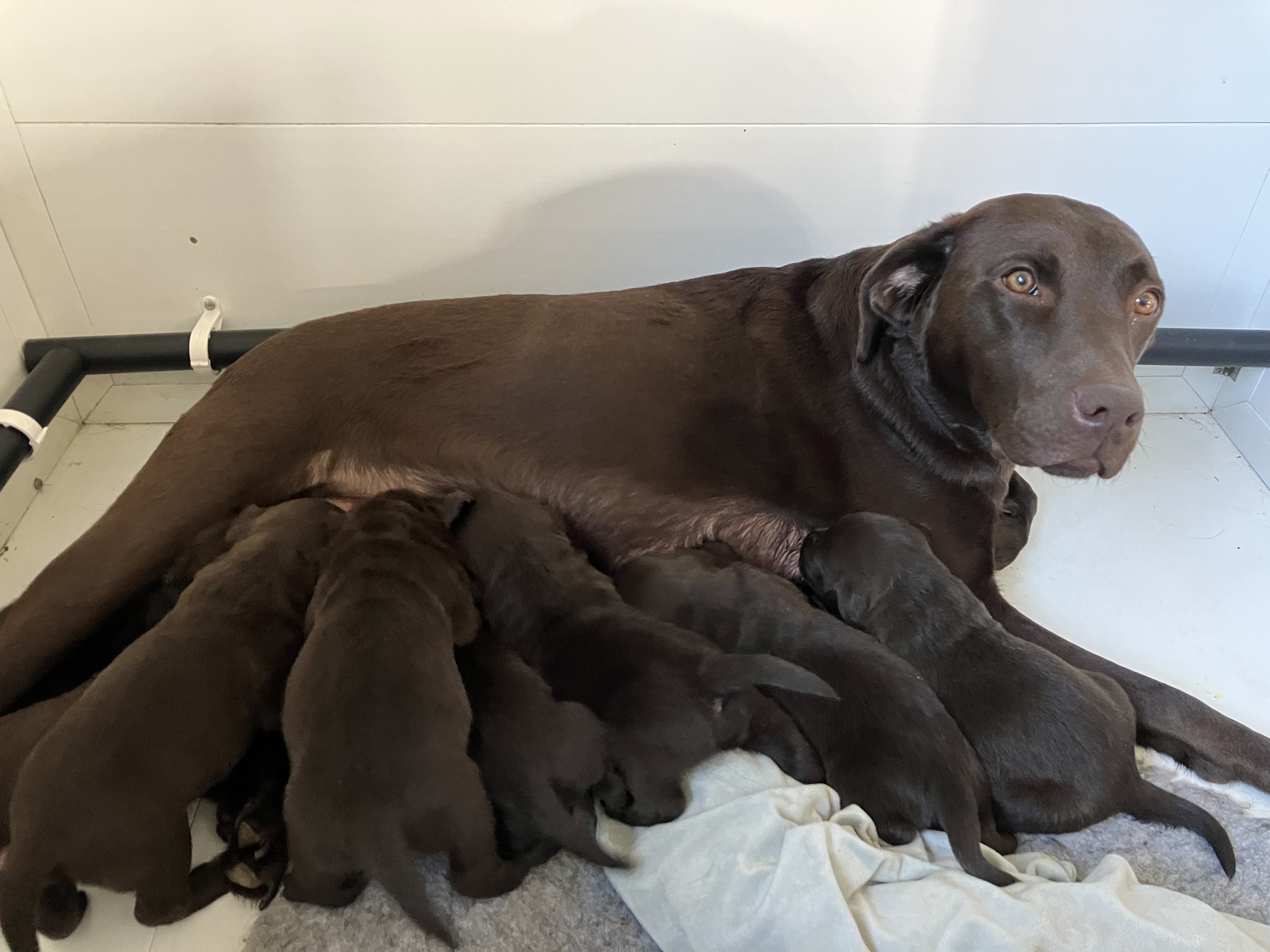 Minnie and pups