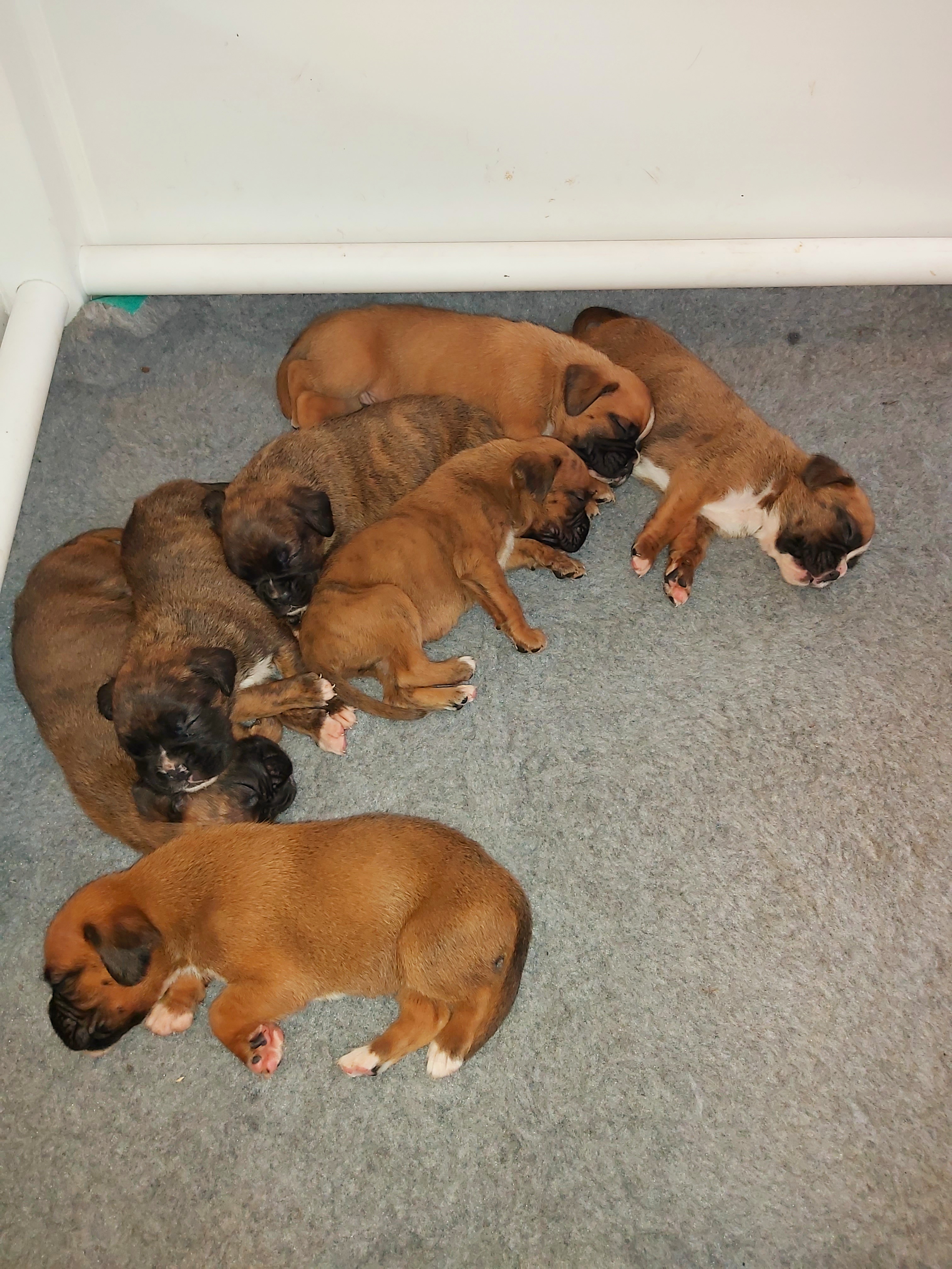 Gavalpride litter, we have boys and girls available.  They are a stunning litter and mum is doing a fantastic job. 