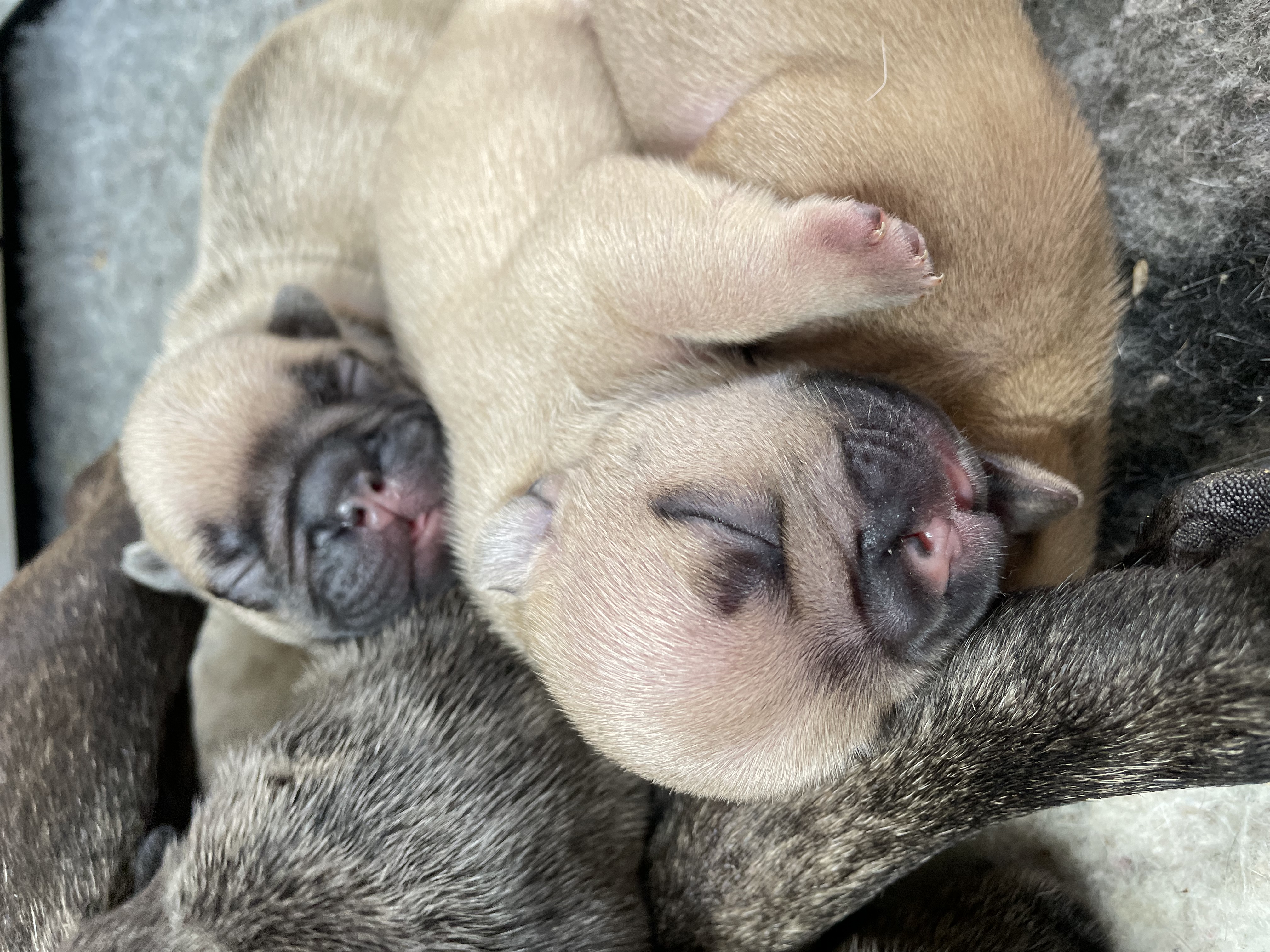 Puppies 7 days old 