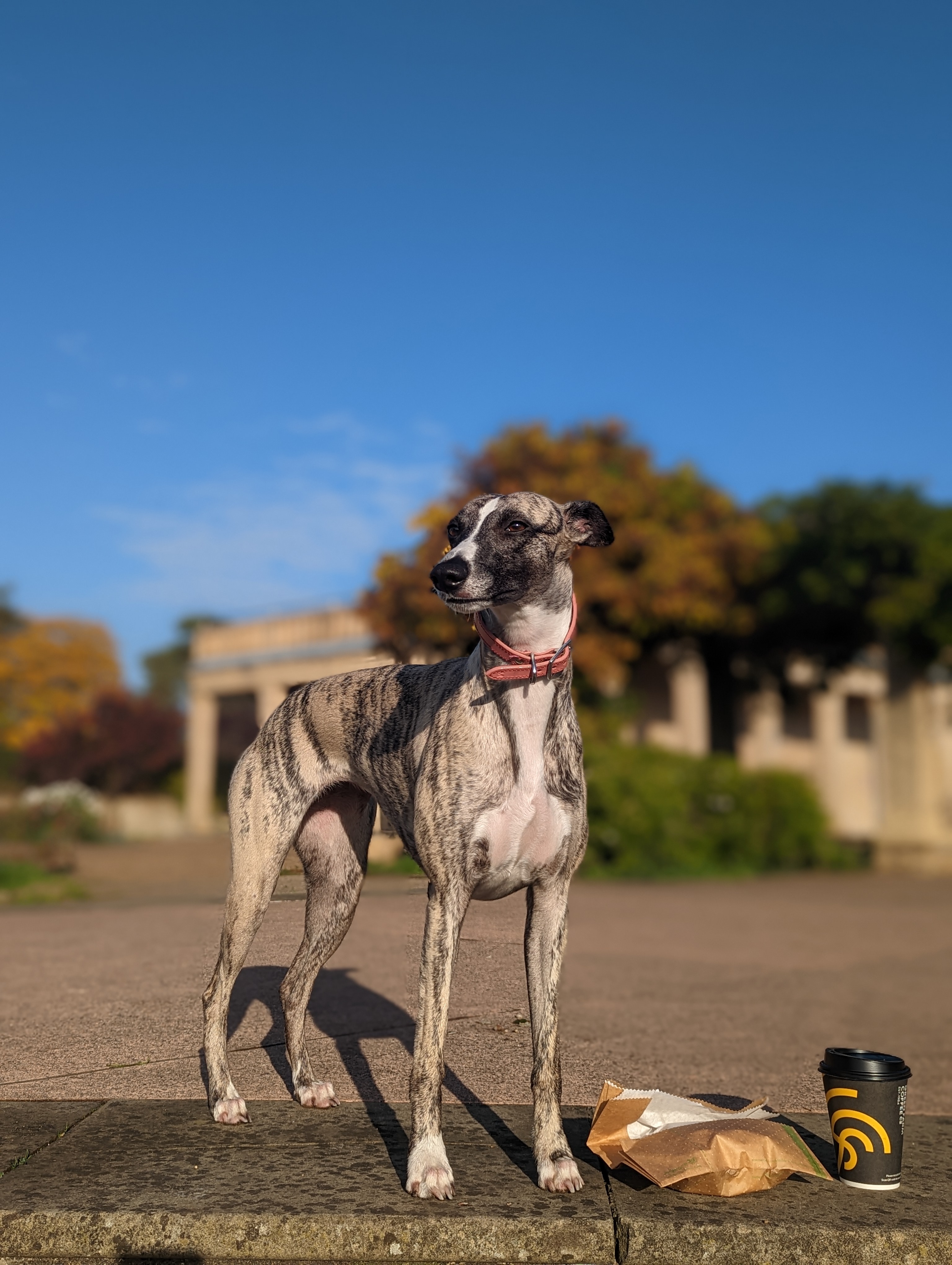 Lola at the park.