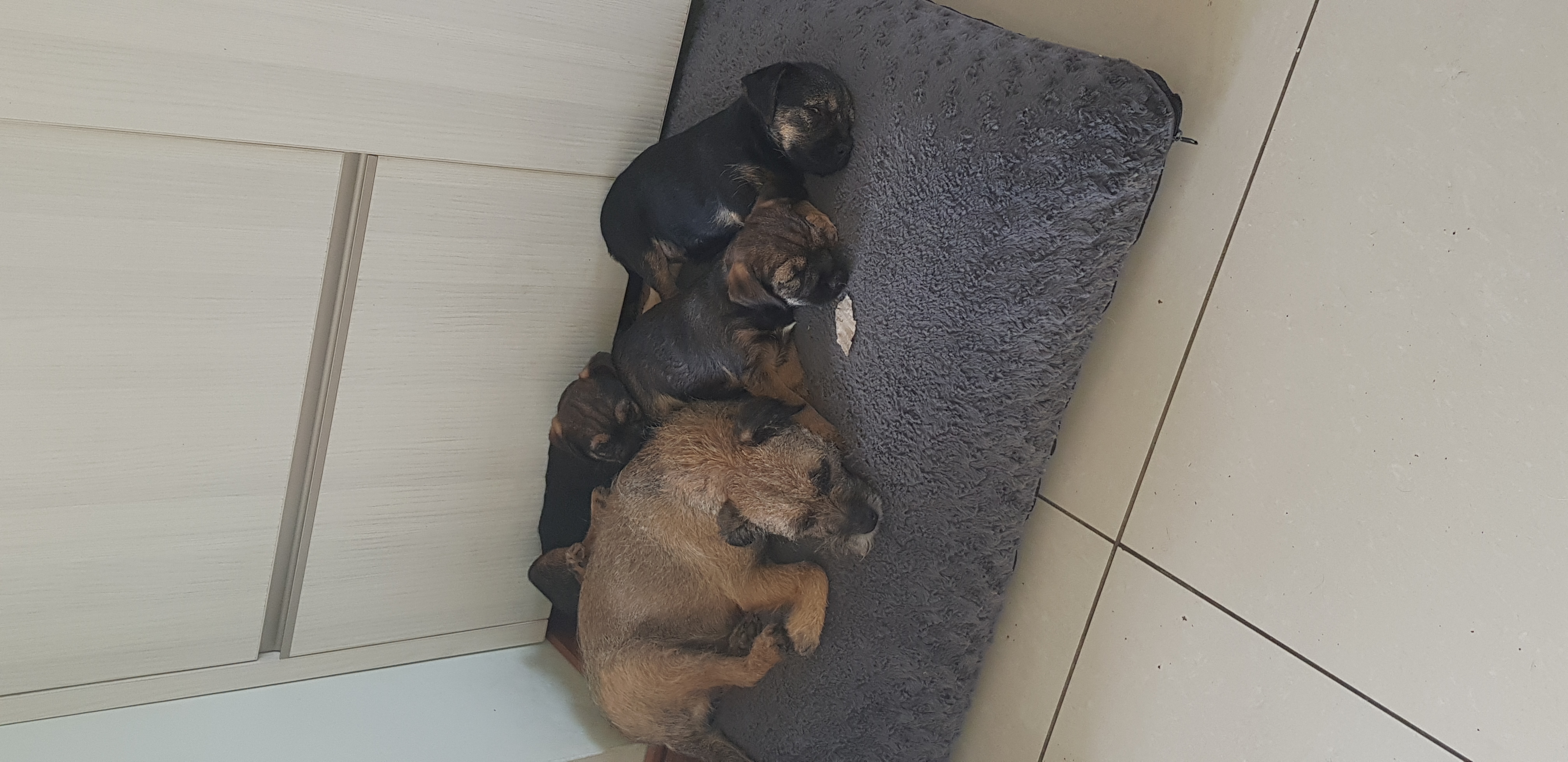 mum and puppies
