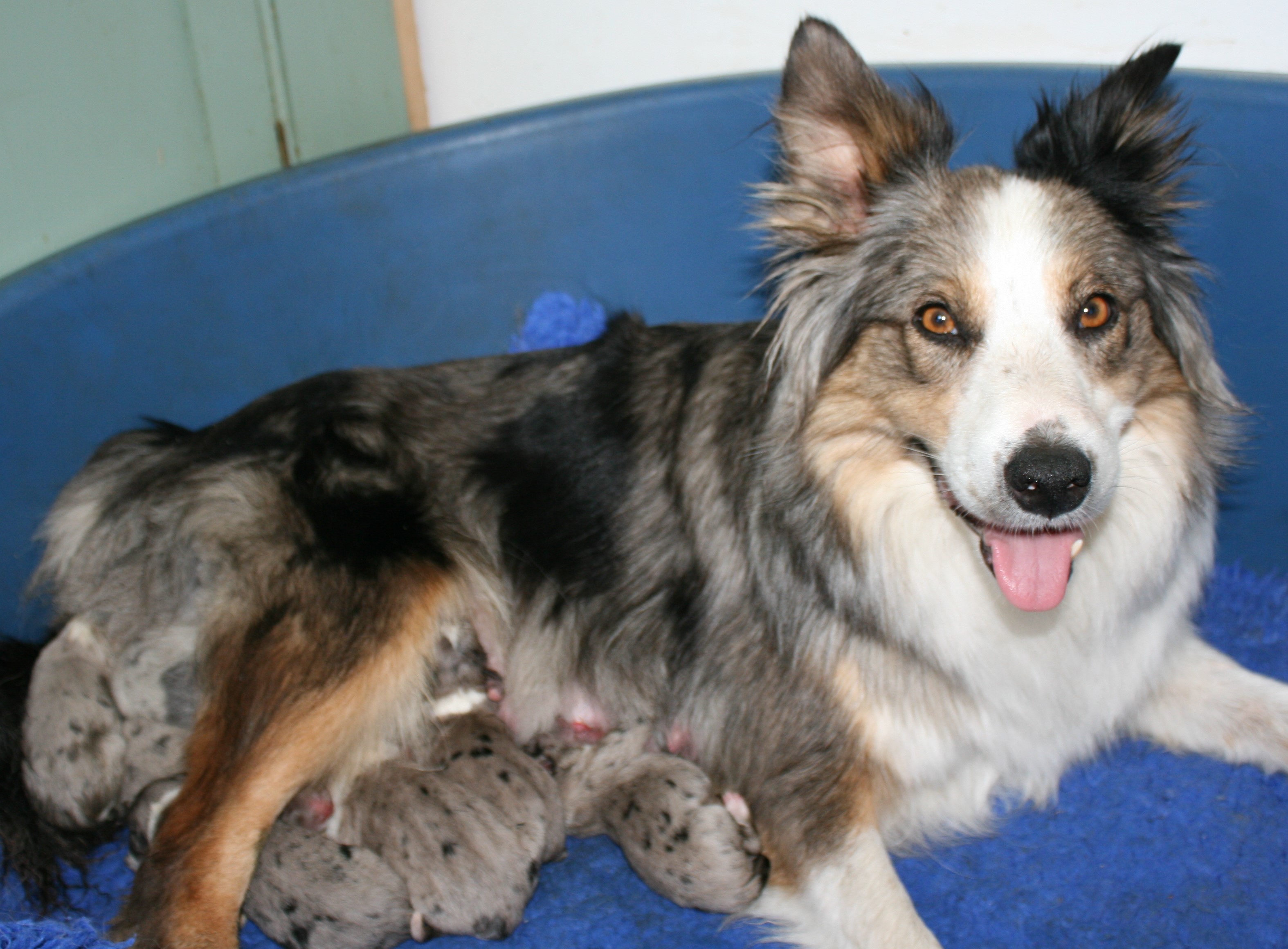 Mum and pups.