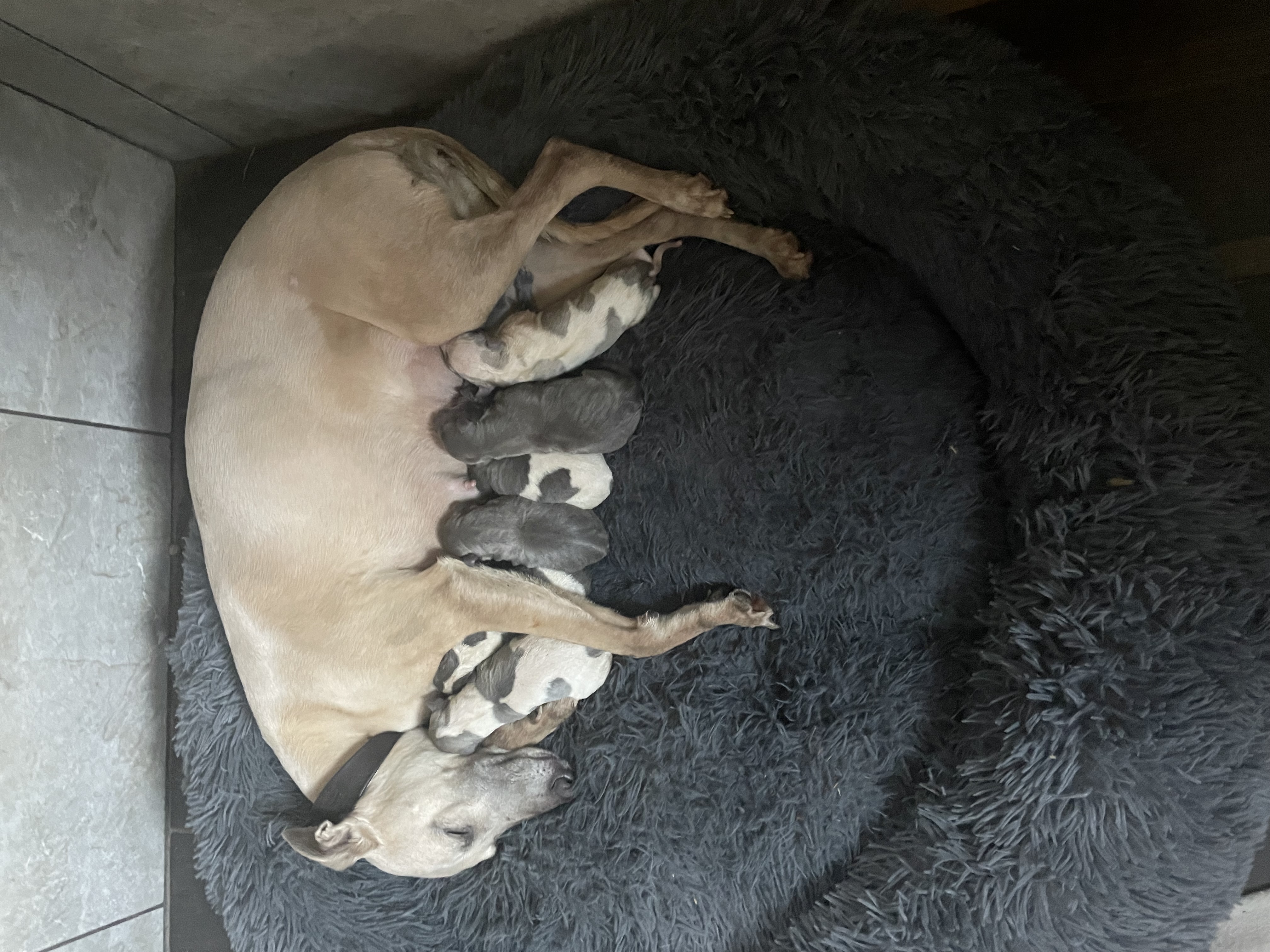 New born puppies photo