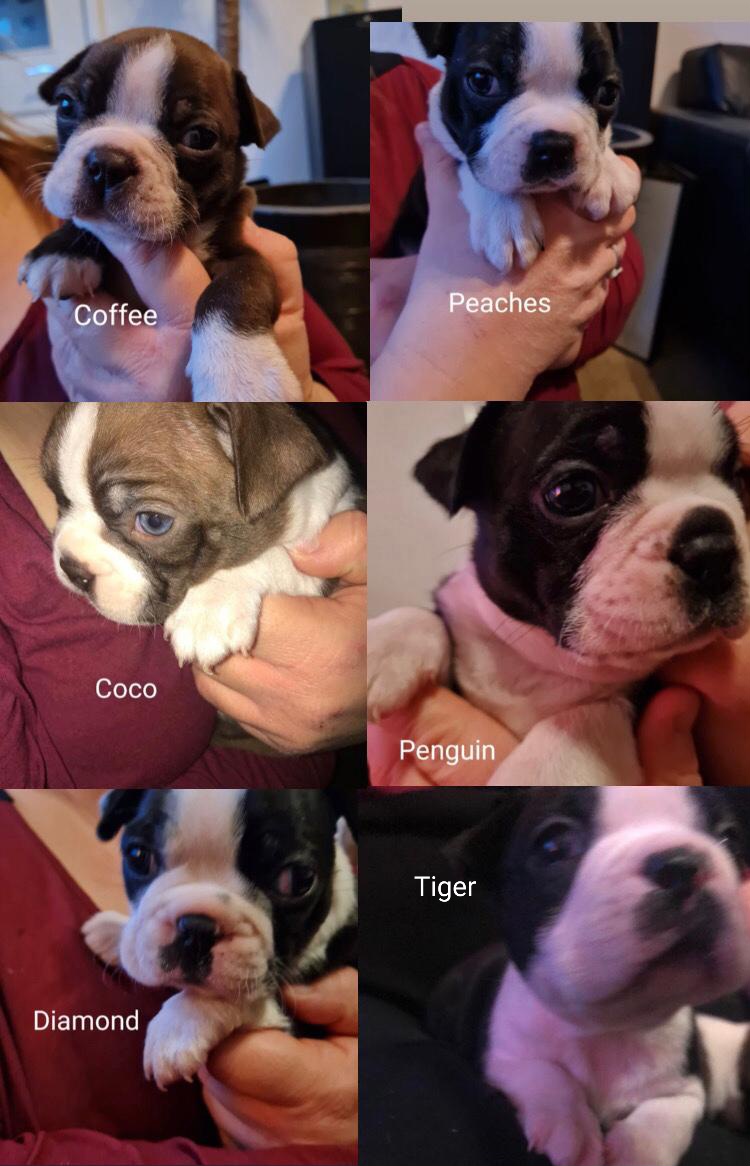 6 puppies available 