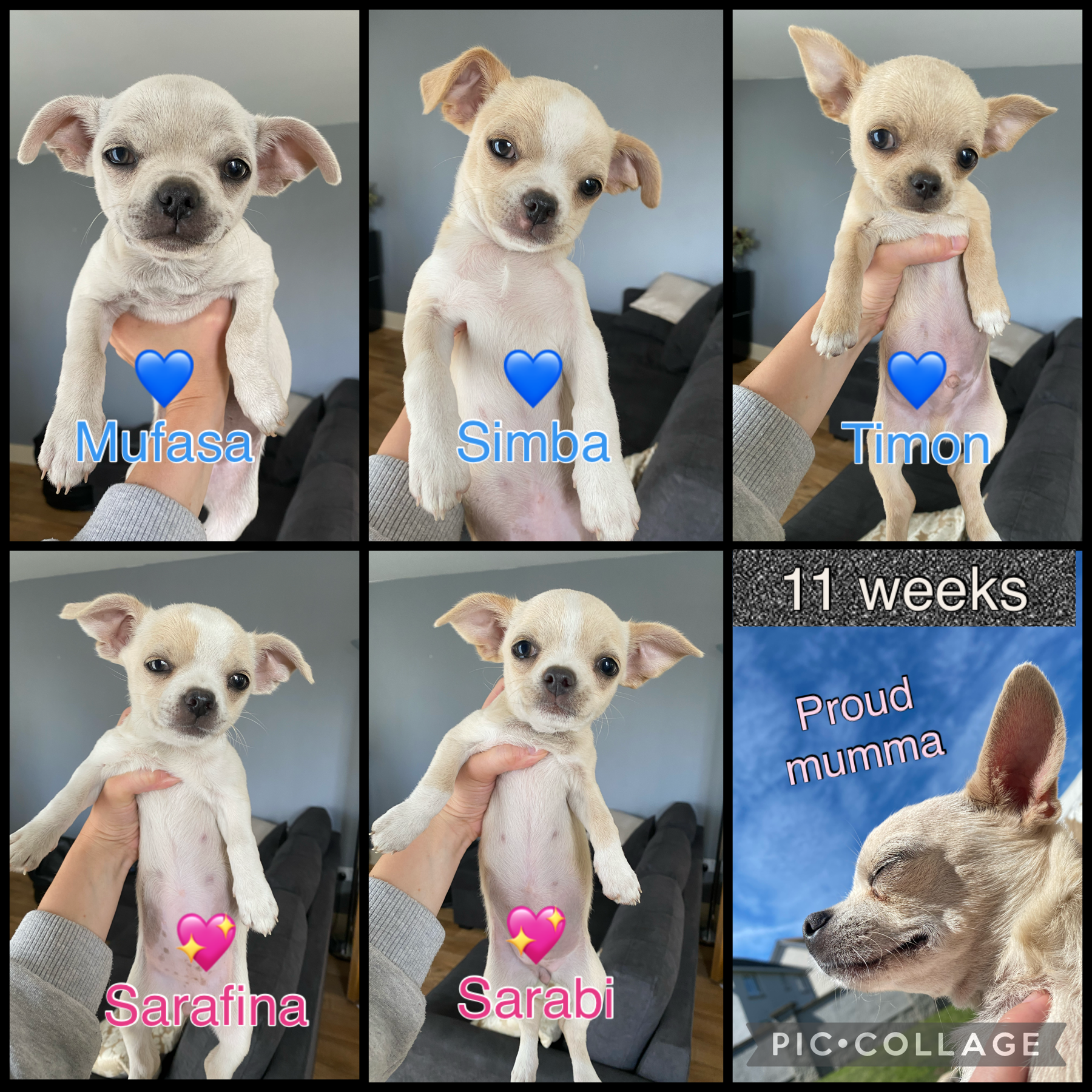 Pups at 11 weeks, mum bottom right