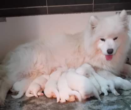 Kylie with puppies at 2 days old
