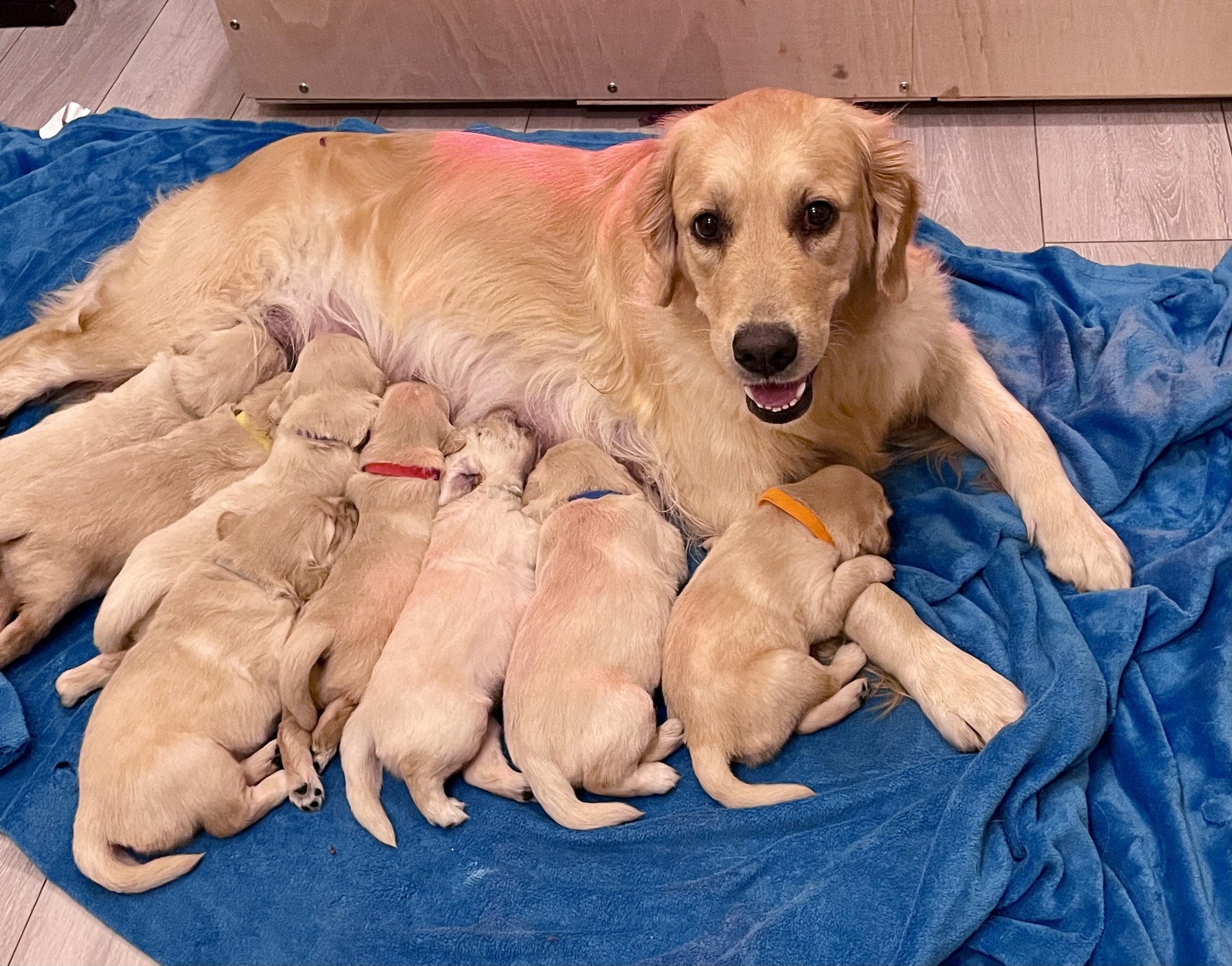Hazel feeding her puppies on 2/6/2024