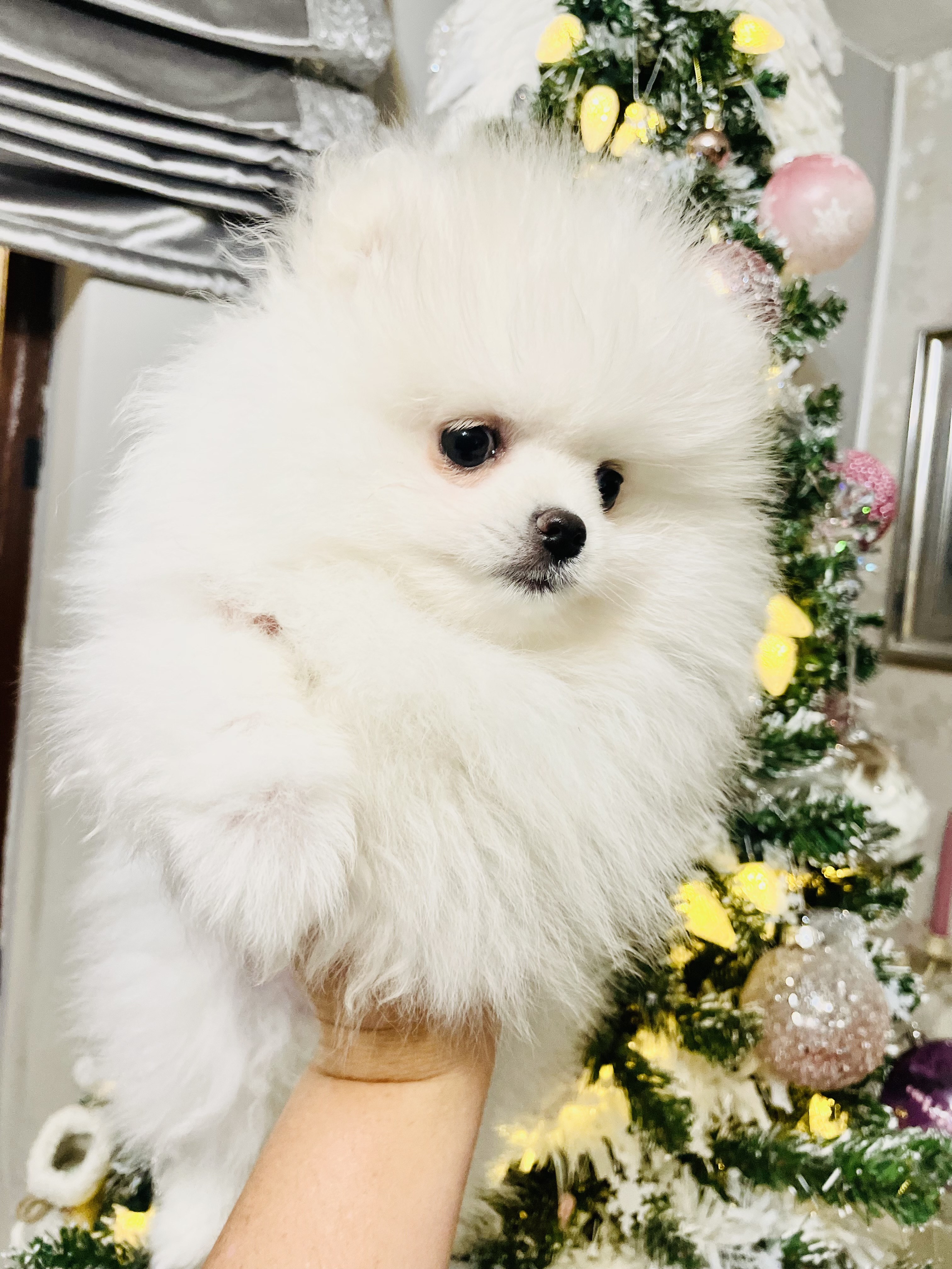 Beautiful Pomeranian Girl.