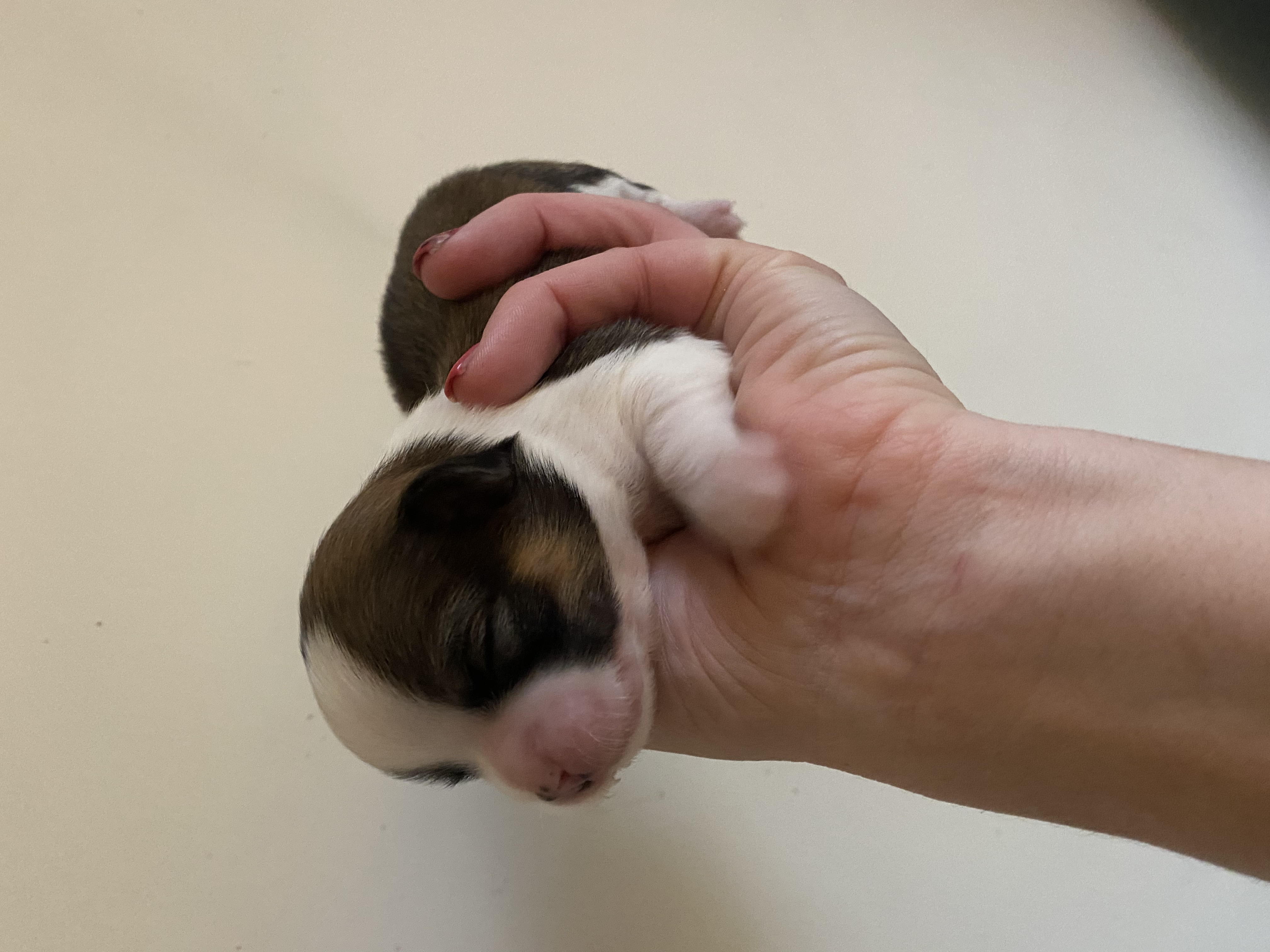 Blossom 10 days old