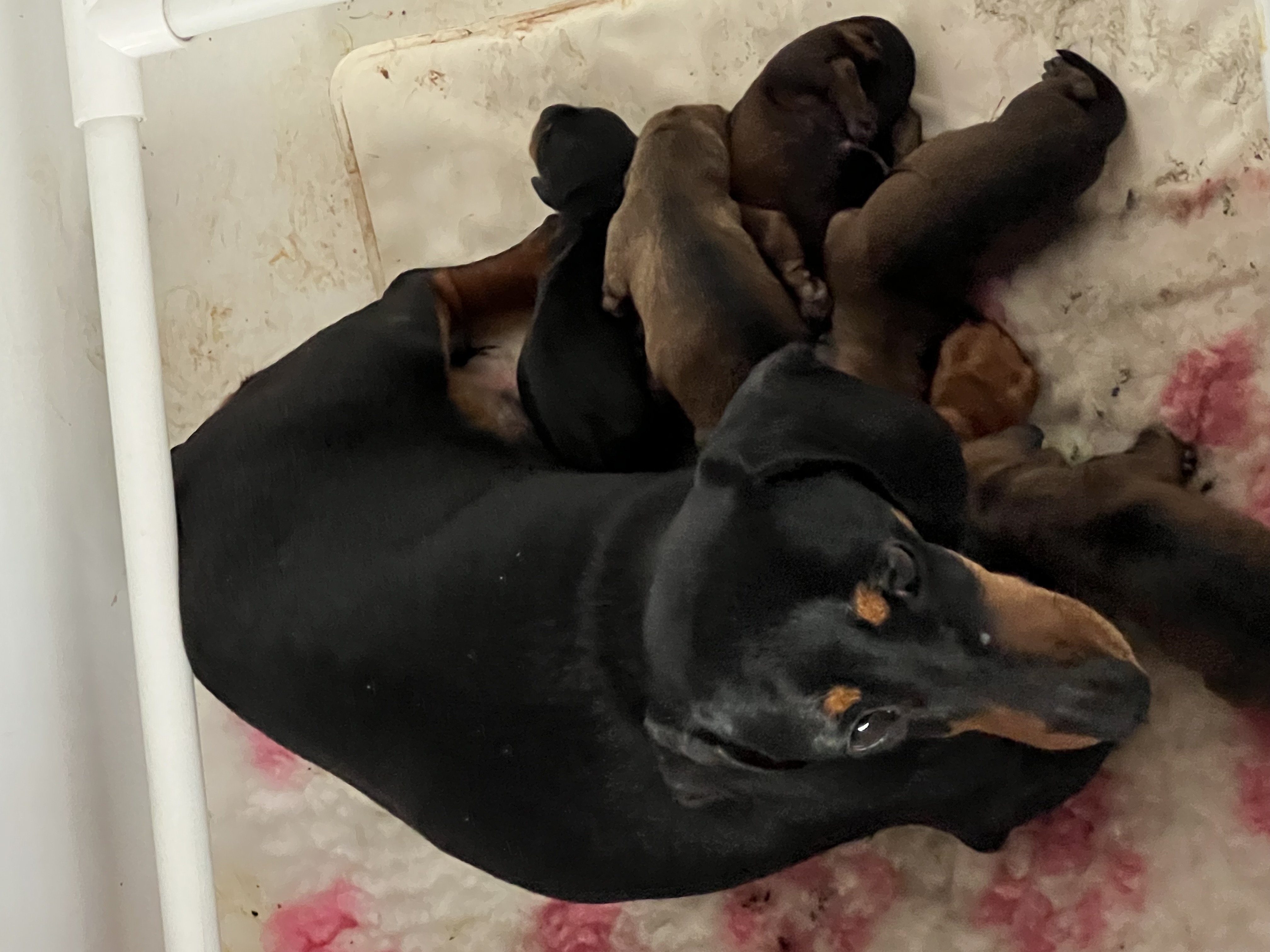 Mum & Pups